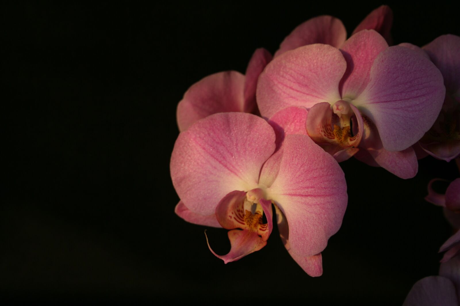 Canon EOS 350D (EOS Digital Rebel XT / EOS Kiss Digital N) sample photo. Orchid, pink, pink flower photography
