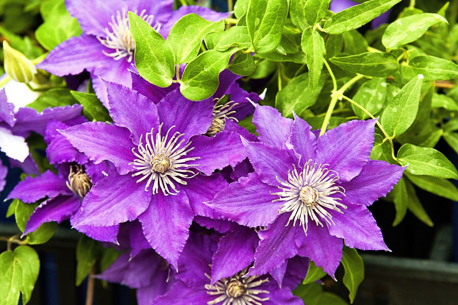 Canon EOS 50D sample photo. Clematis, flowers, nature photography