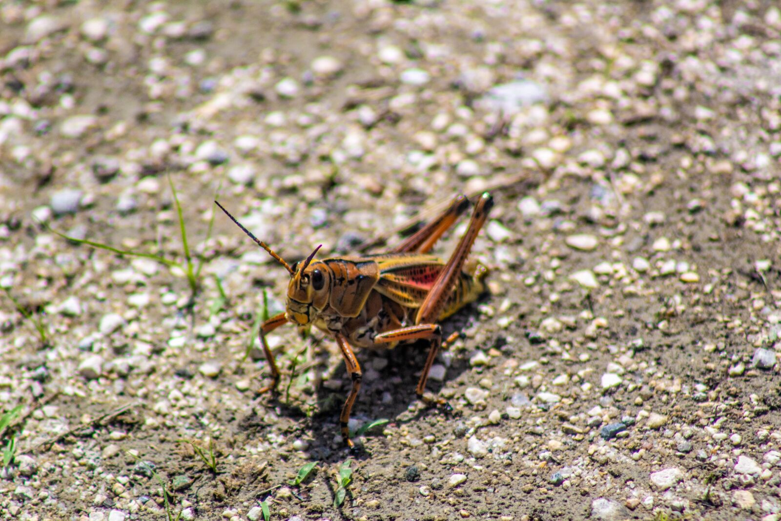 Canon EOS 1300D (EOS Rebel T6 / EOS Kiss X80) sample photo. Grasshopper, bug, insect photography