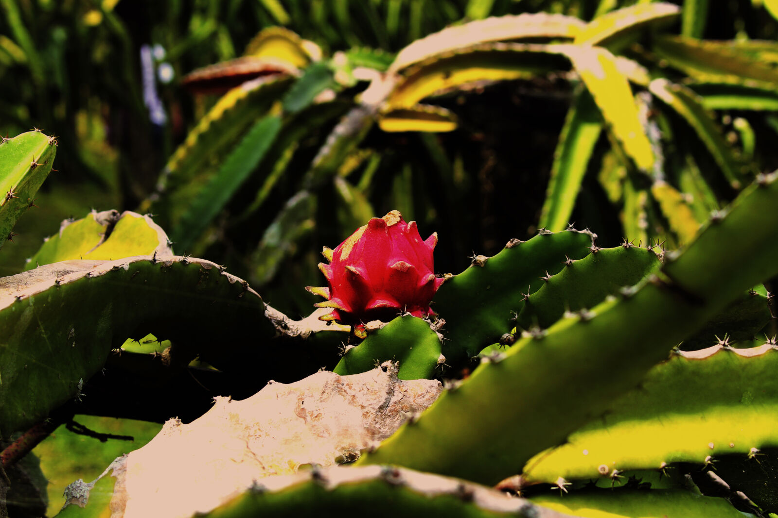 Canon EOS 700D (EOS Rebel T5i / EOS Kiss X7i) sample photo. Dragon, fruit, in, their photography