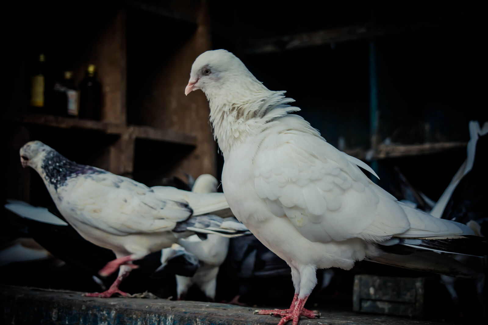 Nikon D5200 sample photo. White, duck photography
