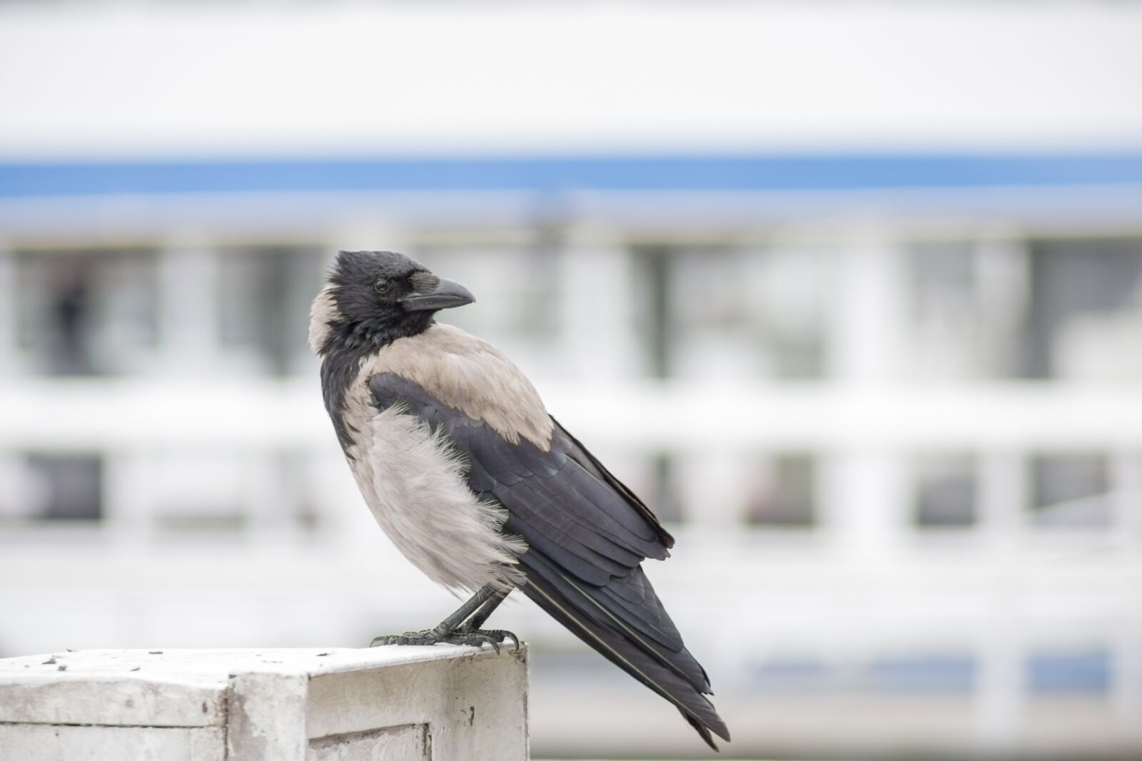 Canon EOS 1200D (EOS Rebel T5 / EOS Kiss X70 / EOS Hi) sample photo. Crow, bird, raven bird photography