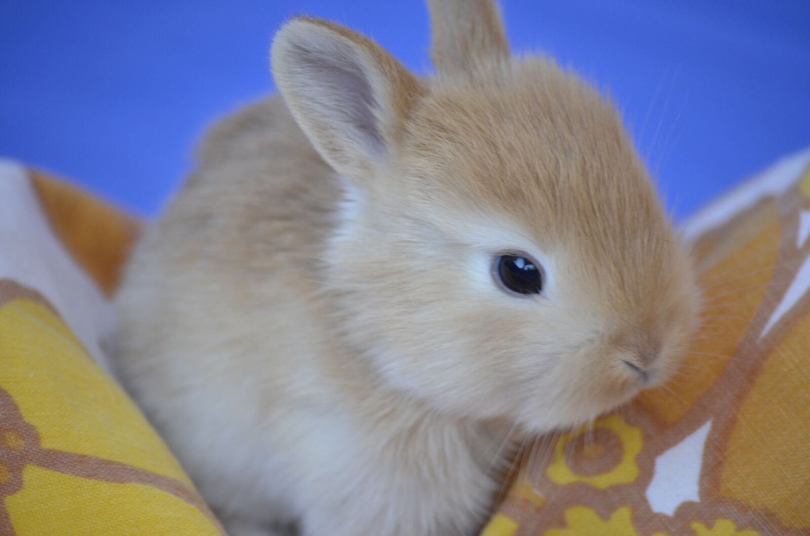 Nikon D5100 sample photo. Bunny, sweet, rabbit photography
