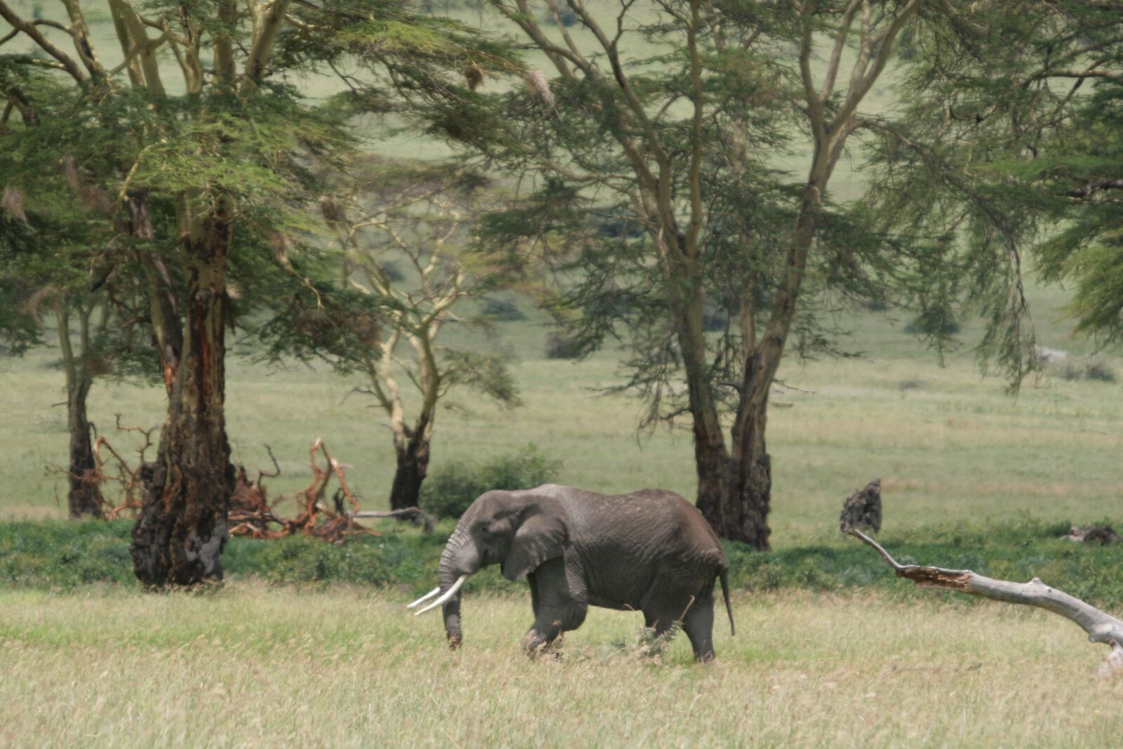 Canon EOS 20D sample photo. Elephant, animals, africa photography