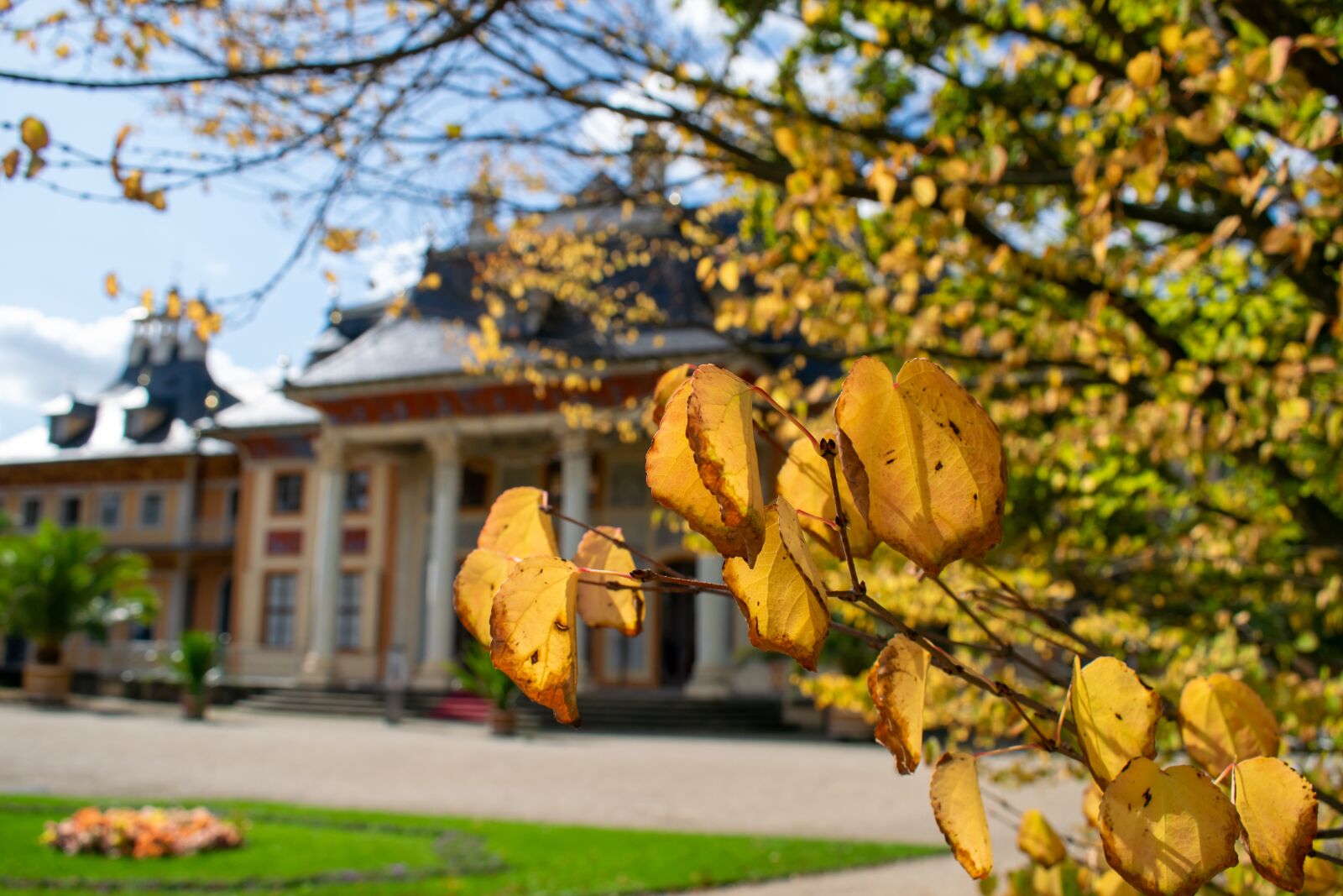 Nikon D5300 sample photo. Fall foliage, autumn, pillnitz photography