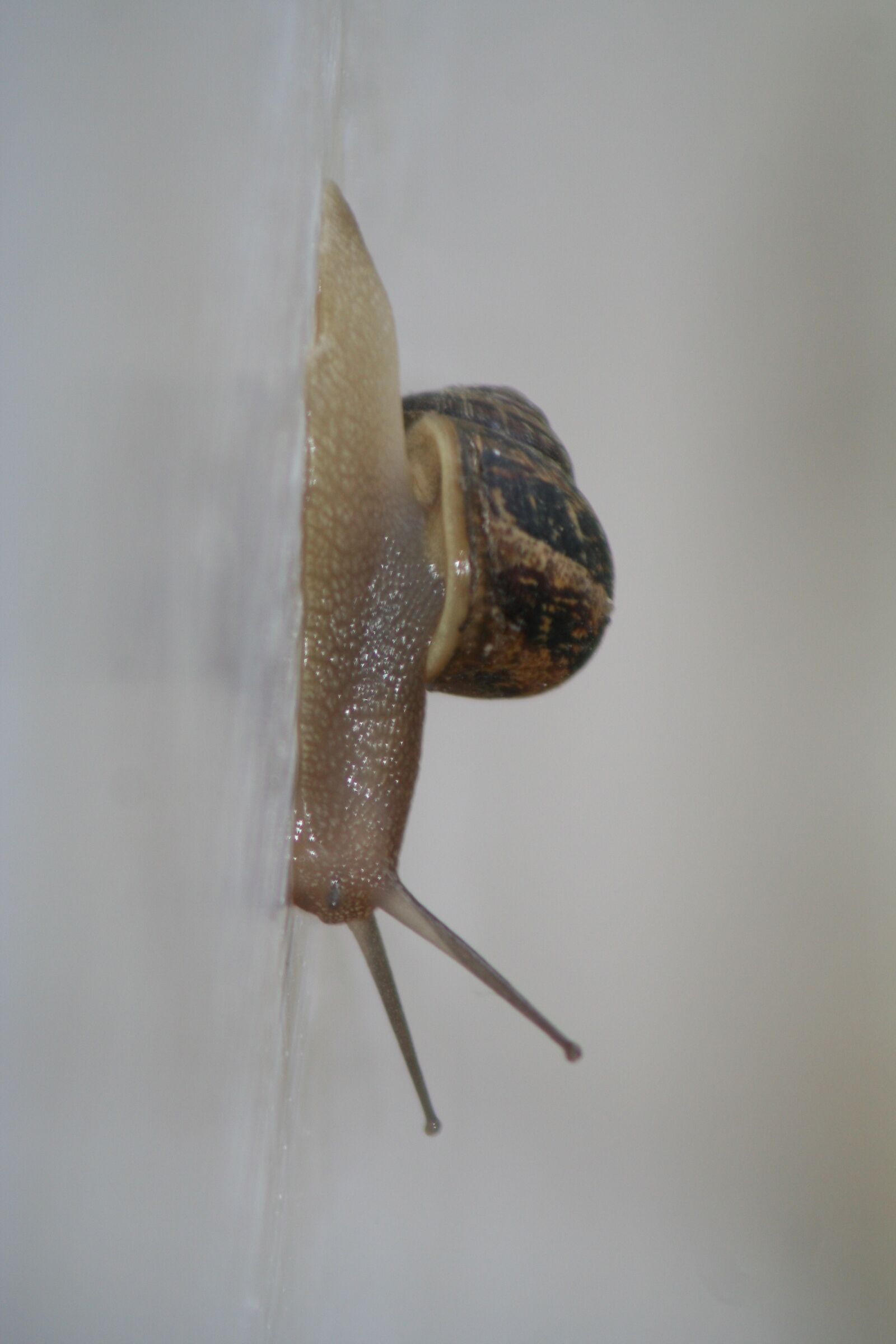 Canon EOS 350D (EOS Digital Rebel XT / EOS Kiss Digital N) sample photo. Snail, slug, crawl photography