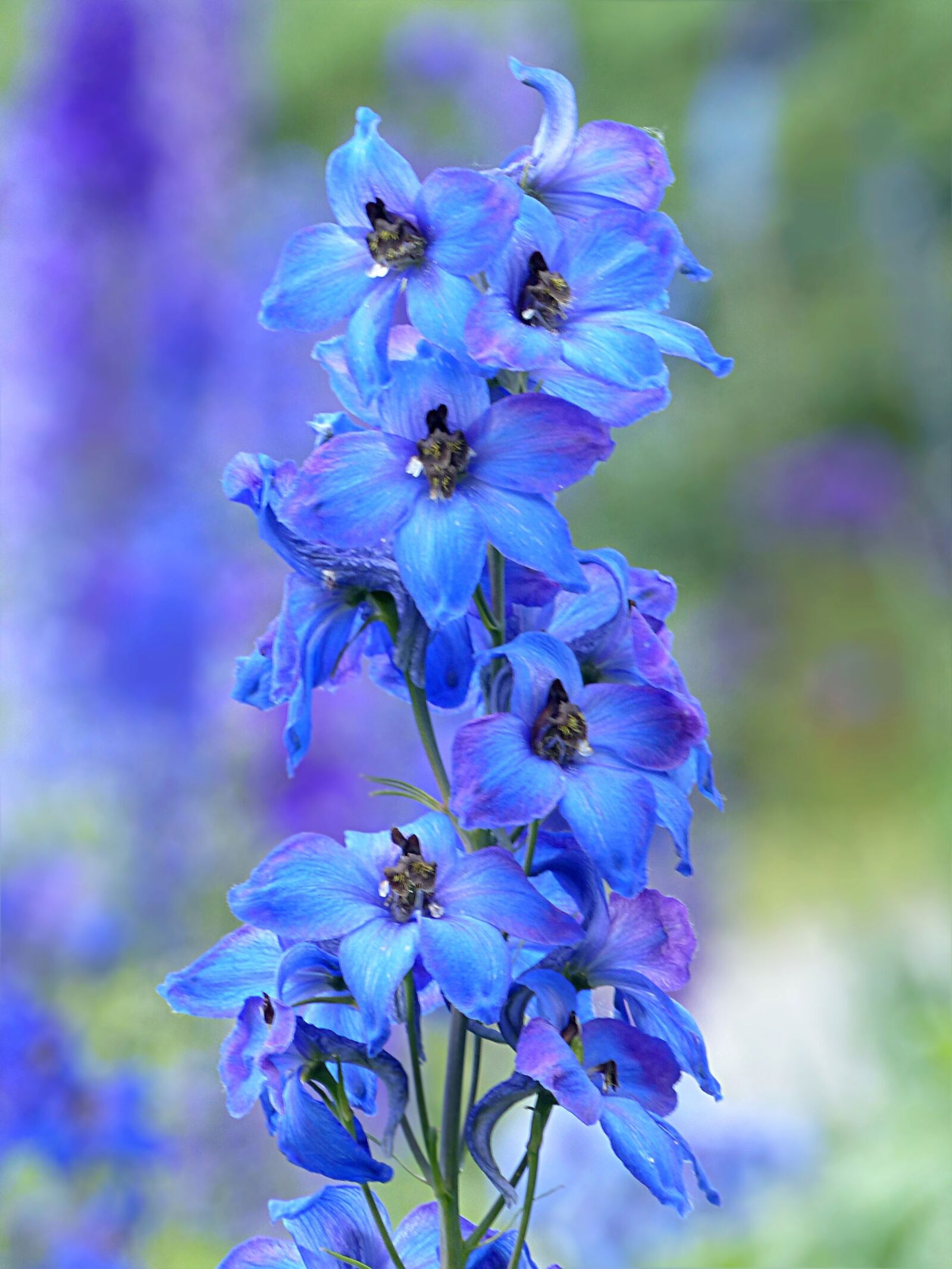 Panasonic Lumix DMC-FZ200 sample photo. Plant, flower, larkspur photography