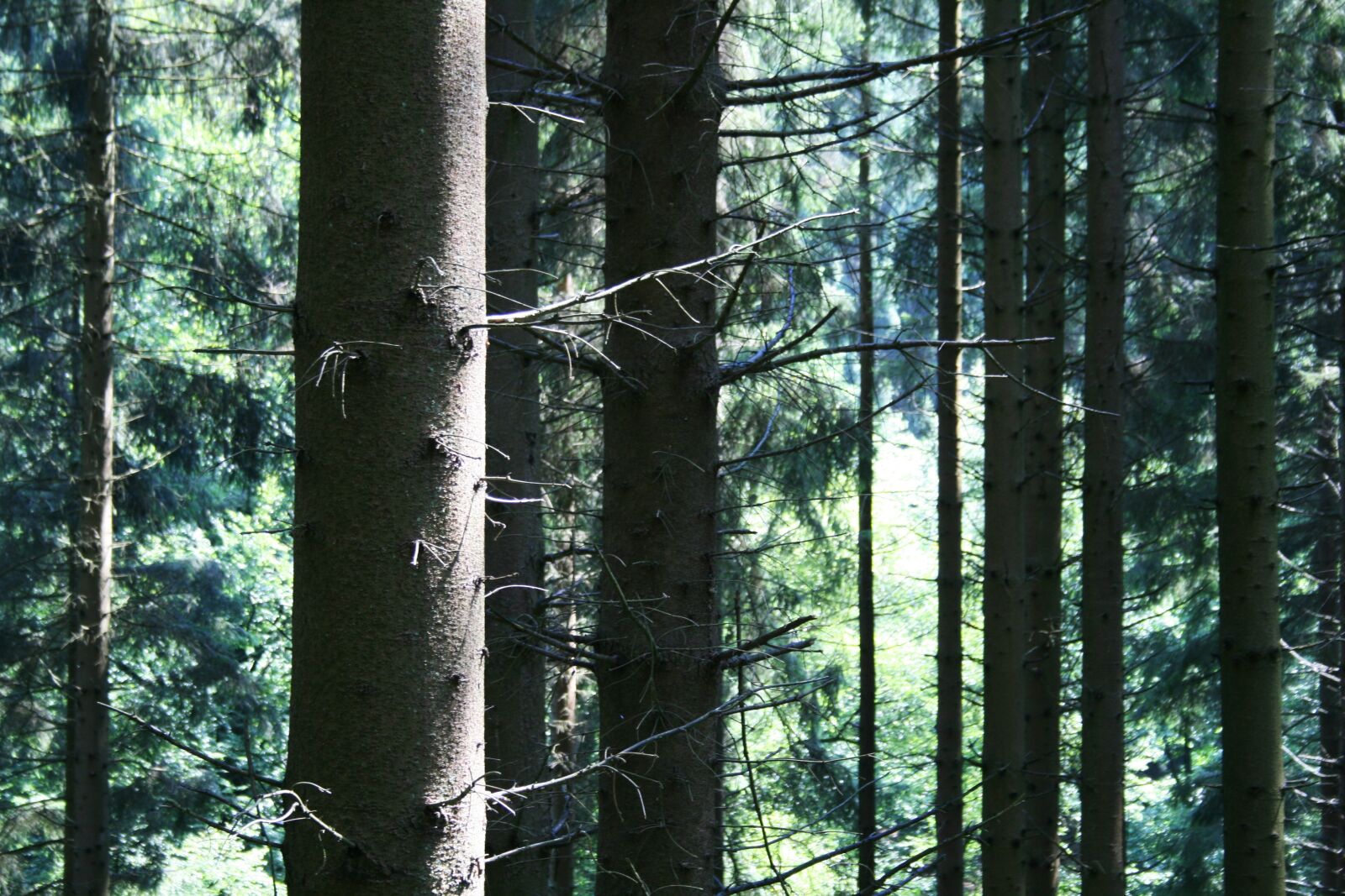 Canon EOS 400D (EOS Digital Rebel XTi / EOS Kiss Digital X) sample photo. Forest, trees, conifer photography