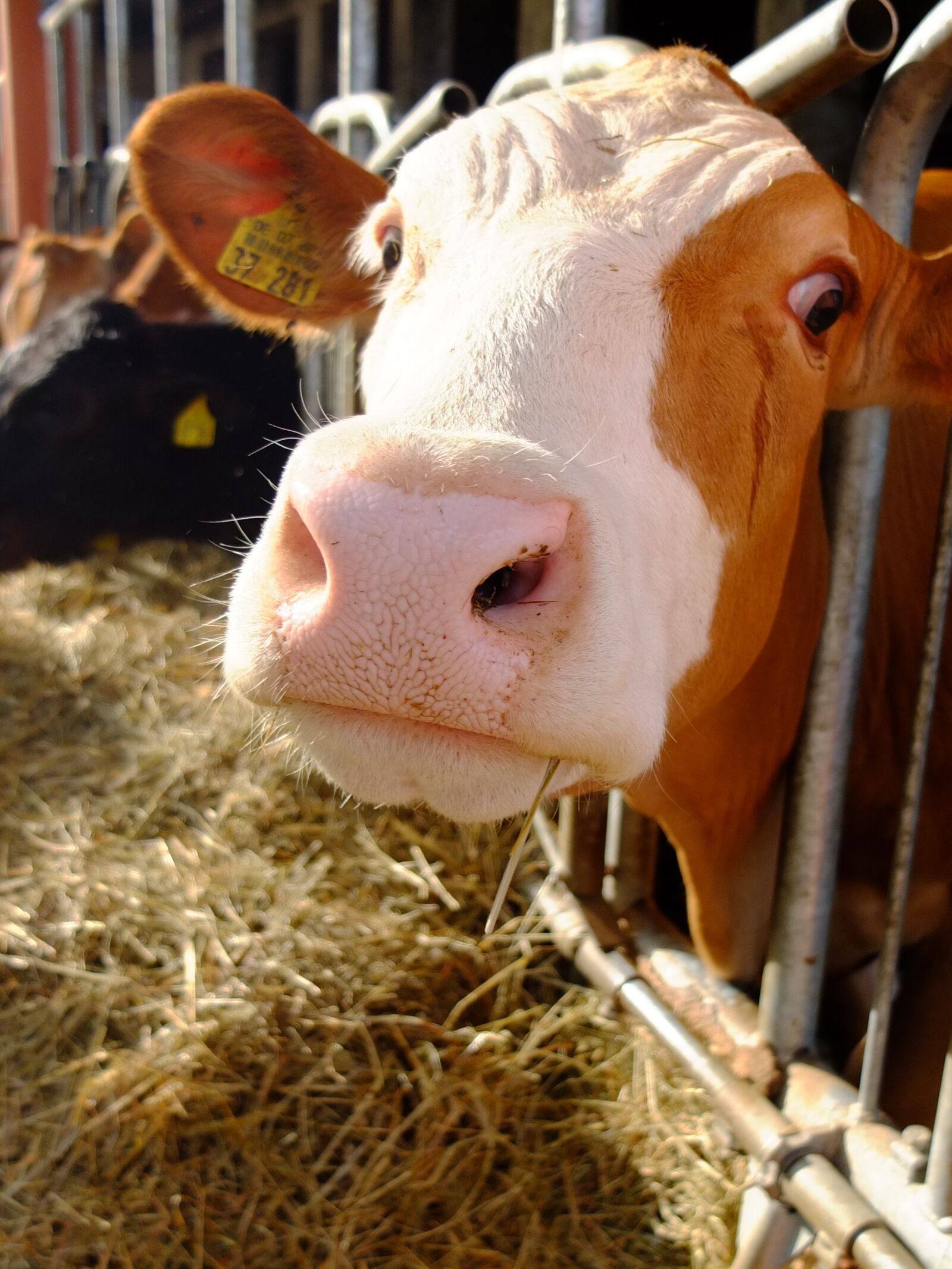 Fujifilm X10 sample photo. Cow, stall, agriculture photography