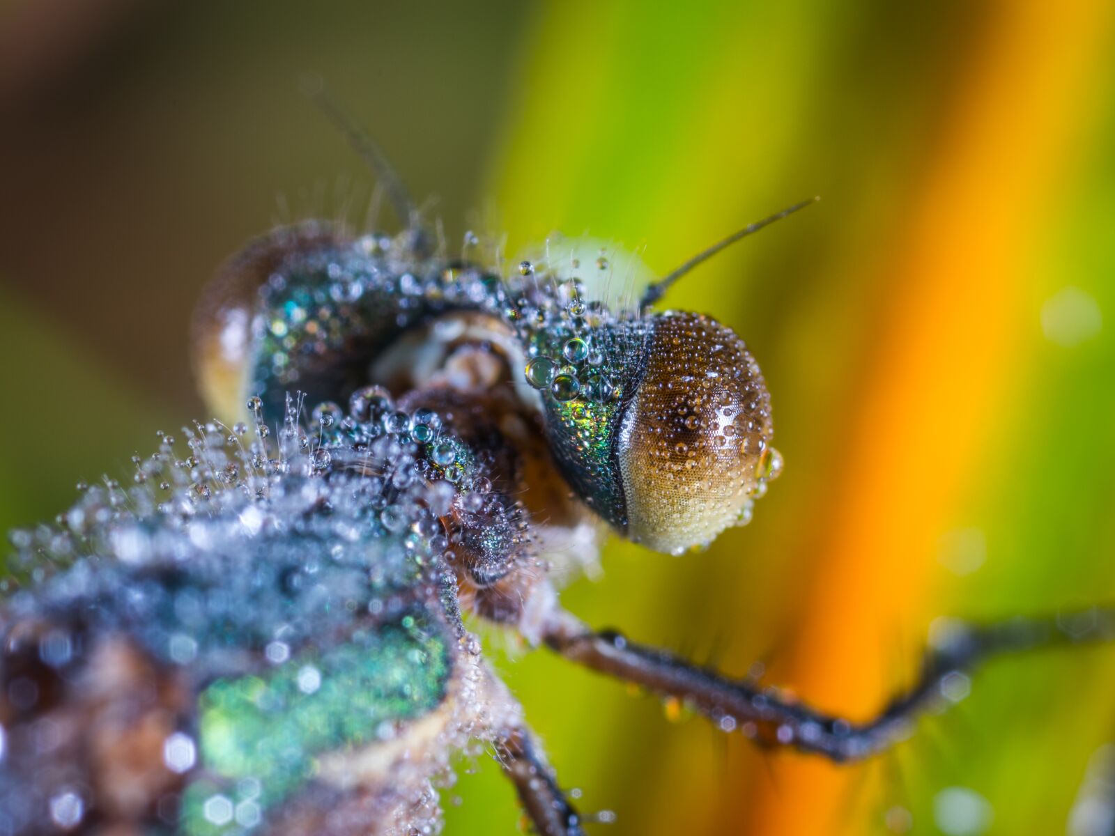 #124 65/2.8 sample photo. Insect, bespozvonochnoe, nature photography