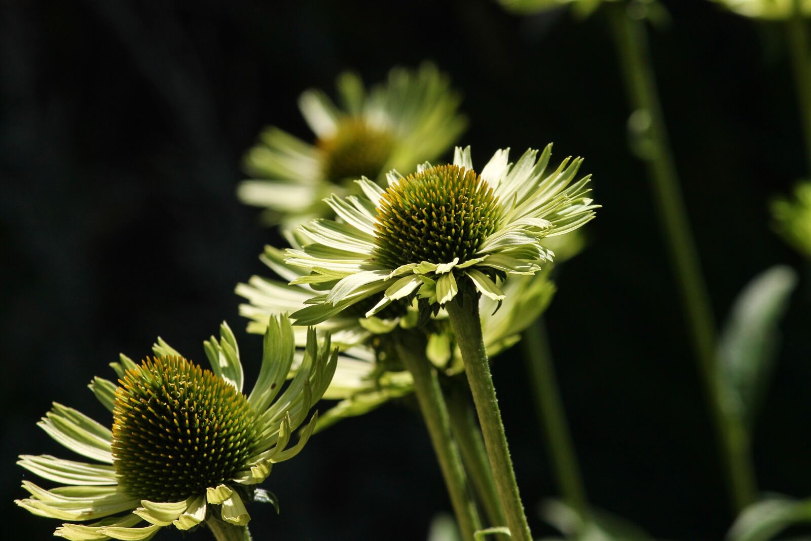 Canon EOS 1100D (EOS Rebel T3 / EOS Kiss X50) sample photo. Translucent sonnenhut, echinacea, wild photography
