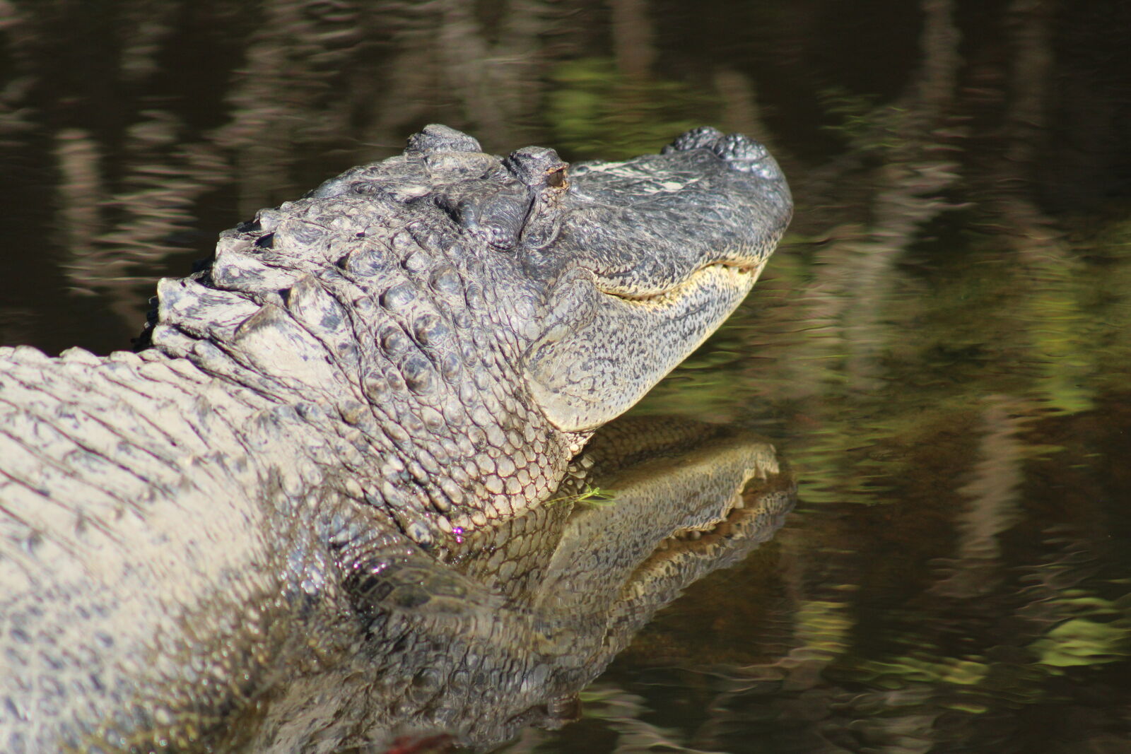 Canon EF 75-300mm f/4-5.6 sample photo. Alligator, animal, dirt, reflection photography
