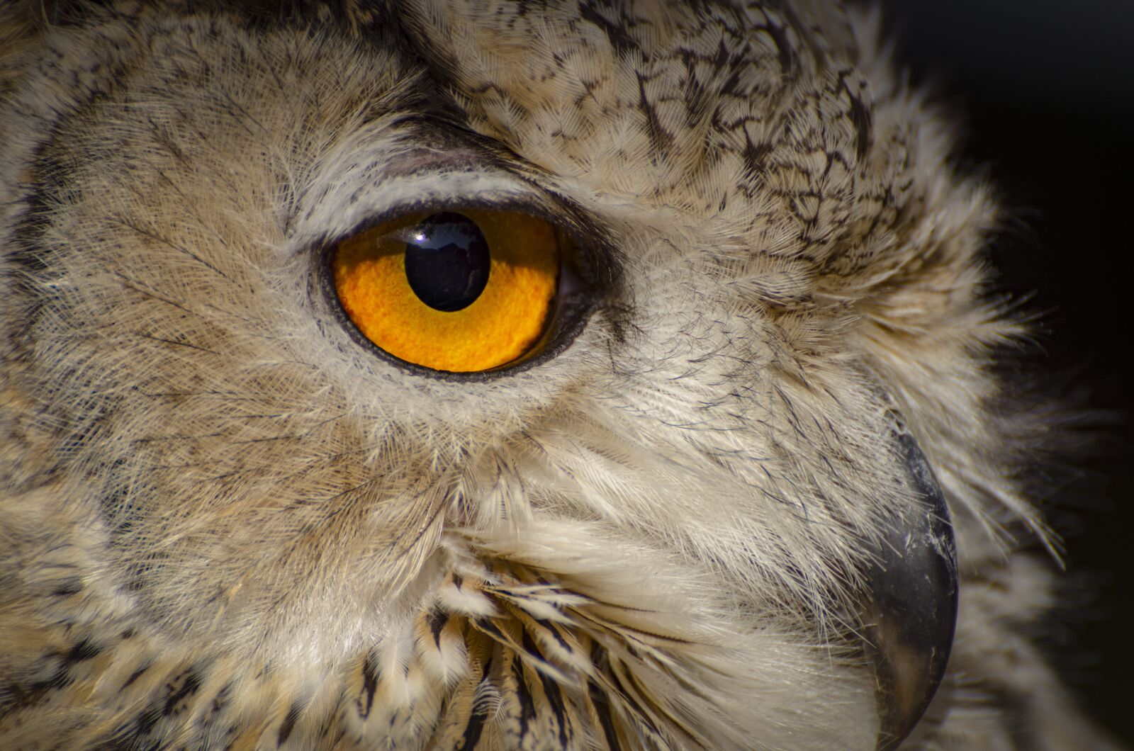 Nikon D7000 sample photo. Owl, wildlife, bird photography
