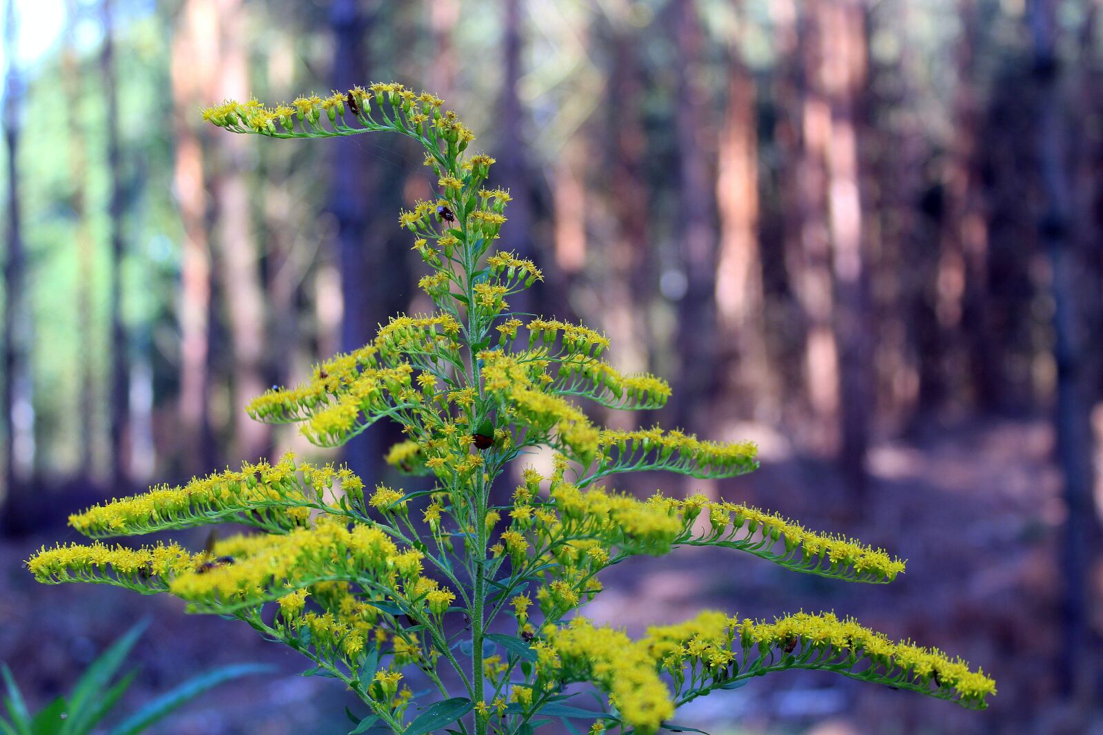 Canon EOS 1200D (EOS Rebel T5 / EOS Kiss X70 / EOS Hi) sample photo. Goldenrod, plants, forest photography