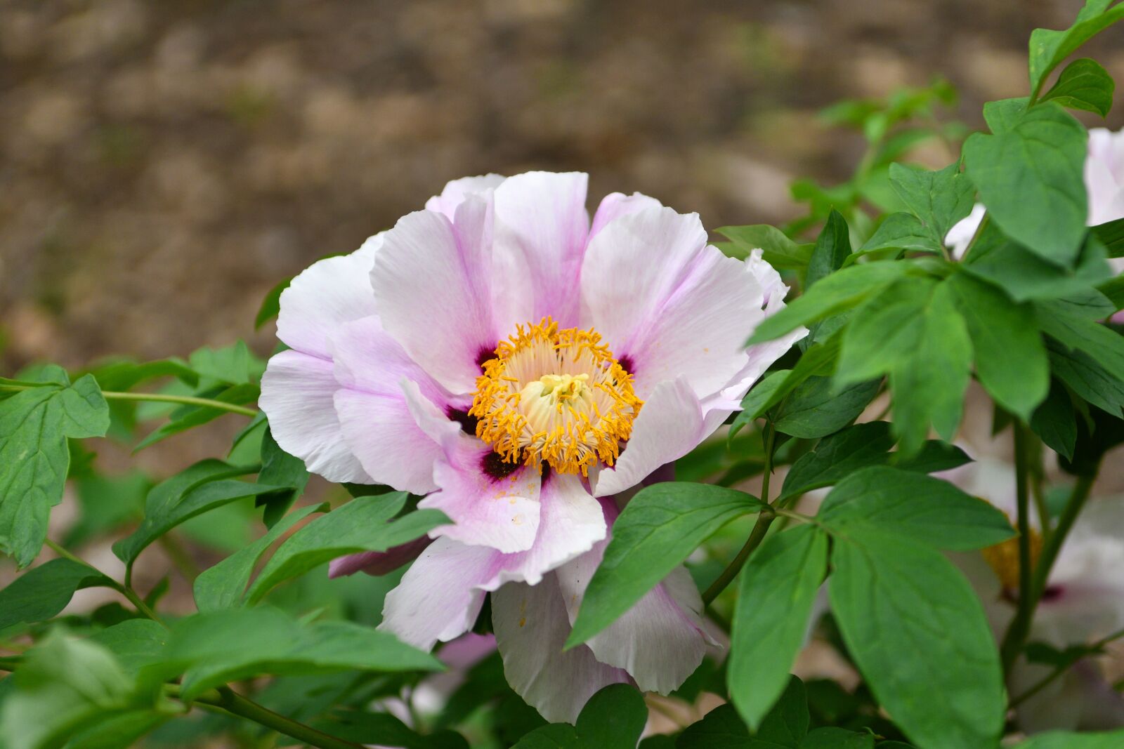 Nikon D500 sample photo. Flower, flowers, pink photography