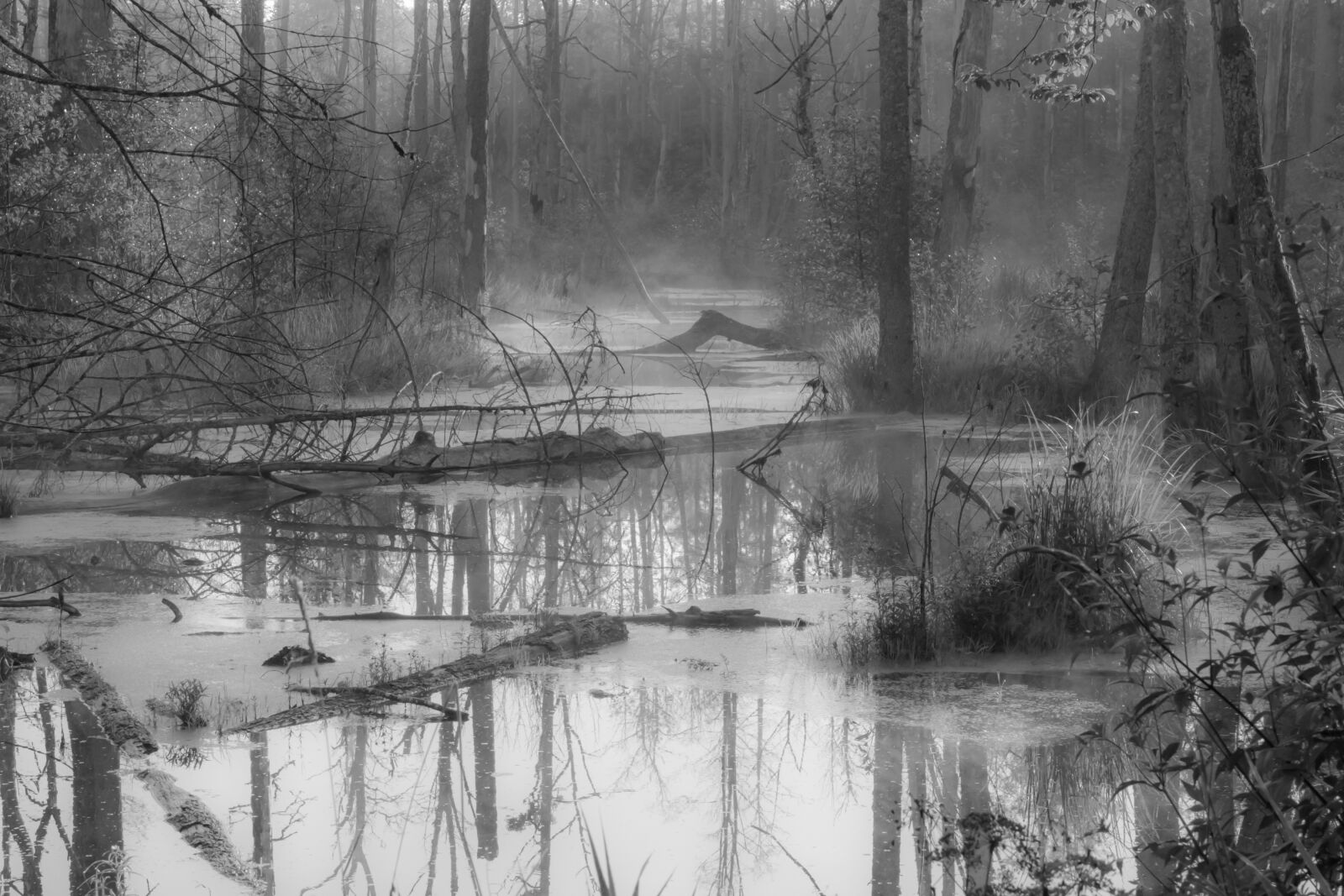 Fujifilm XF 18-135mm F3.5-5.6 R LM OIS WR sample photo. Swamp, mist, forest photography