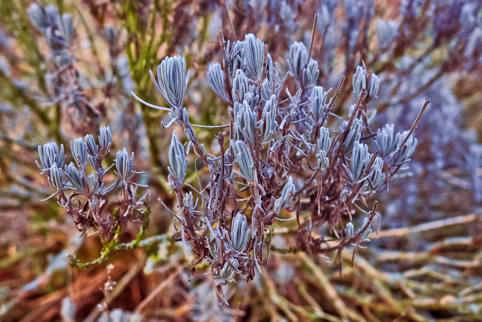 Olympus OM-D E-M10 sample photo. Nature, plant, spice photography