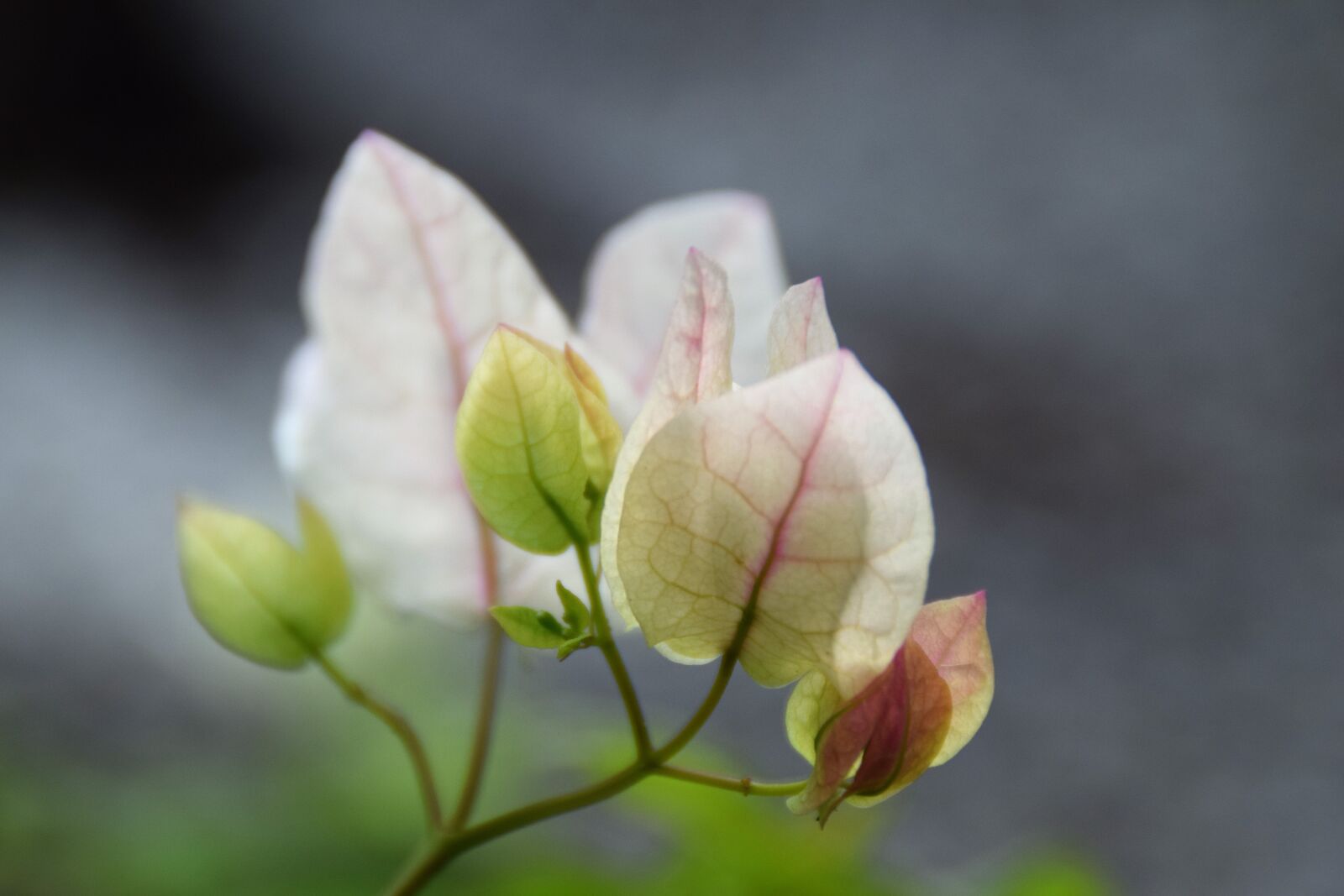 Nikon D5300 sample photo. Bougainvillia, close up, blossom photography