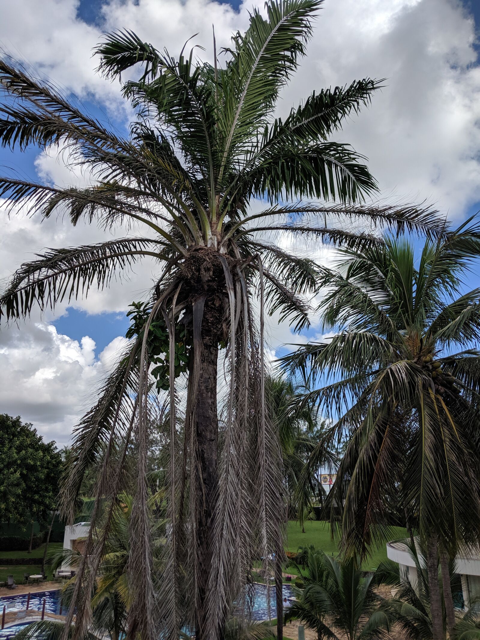 Google Pixel 2 sample photo. Tree, tropical, coconut photography