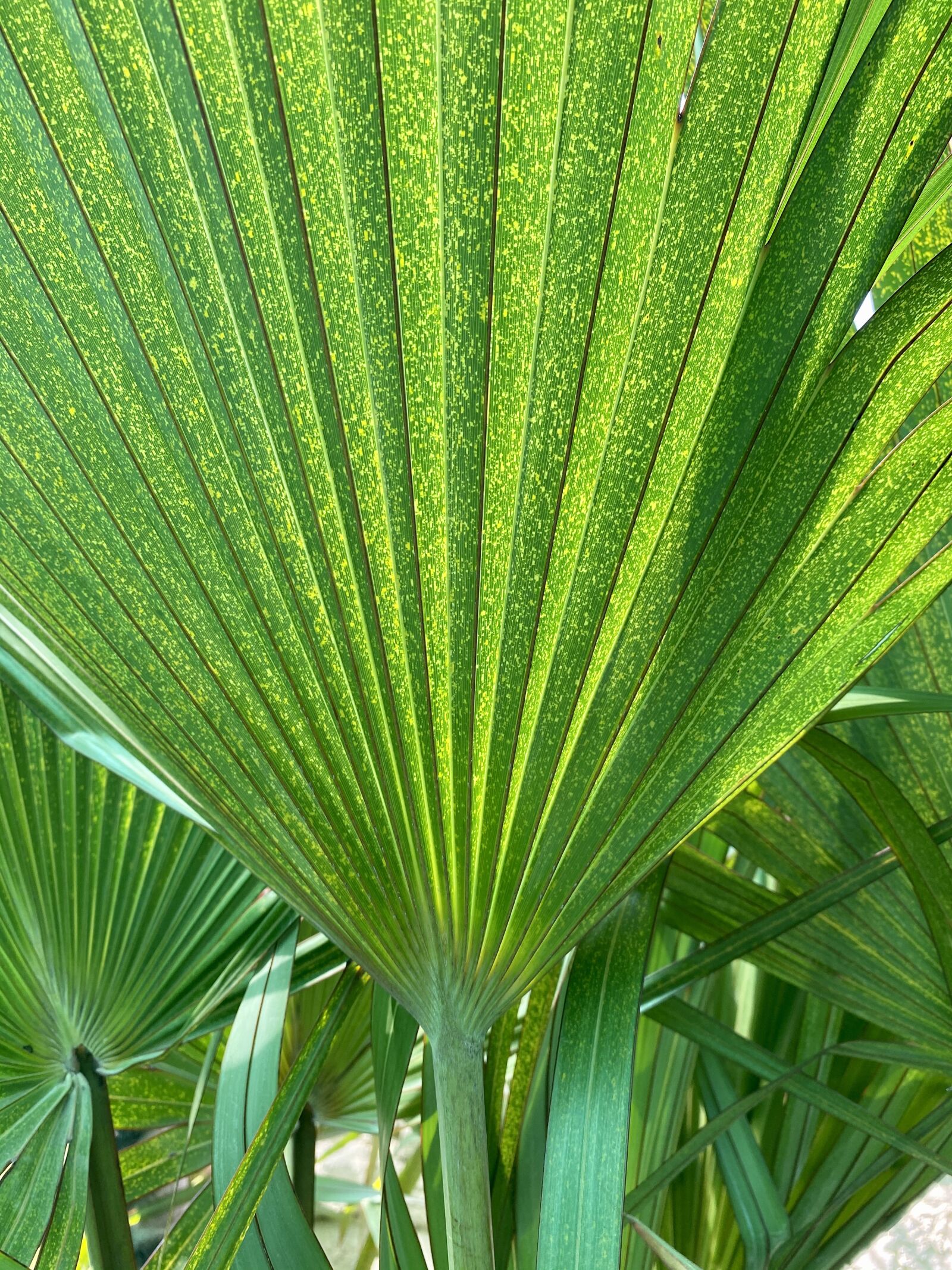 Apple iPhone 11 Pro sample photo. Green, leaf, nature photography