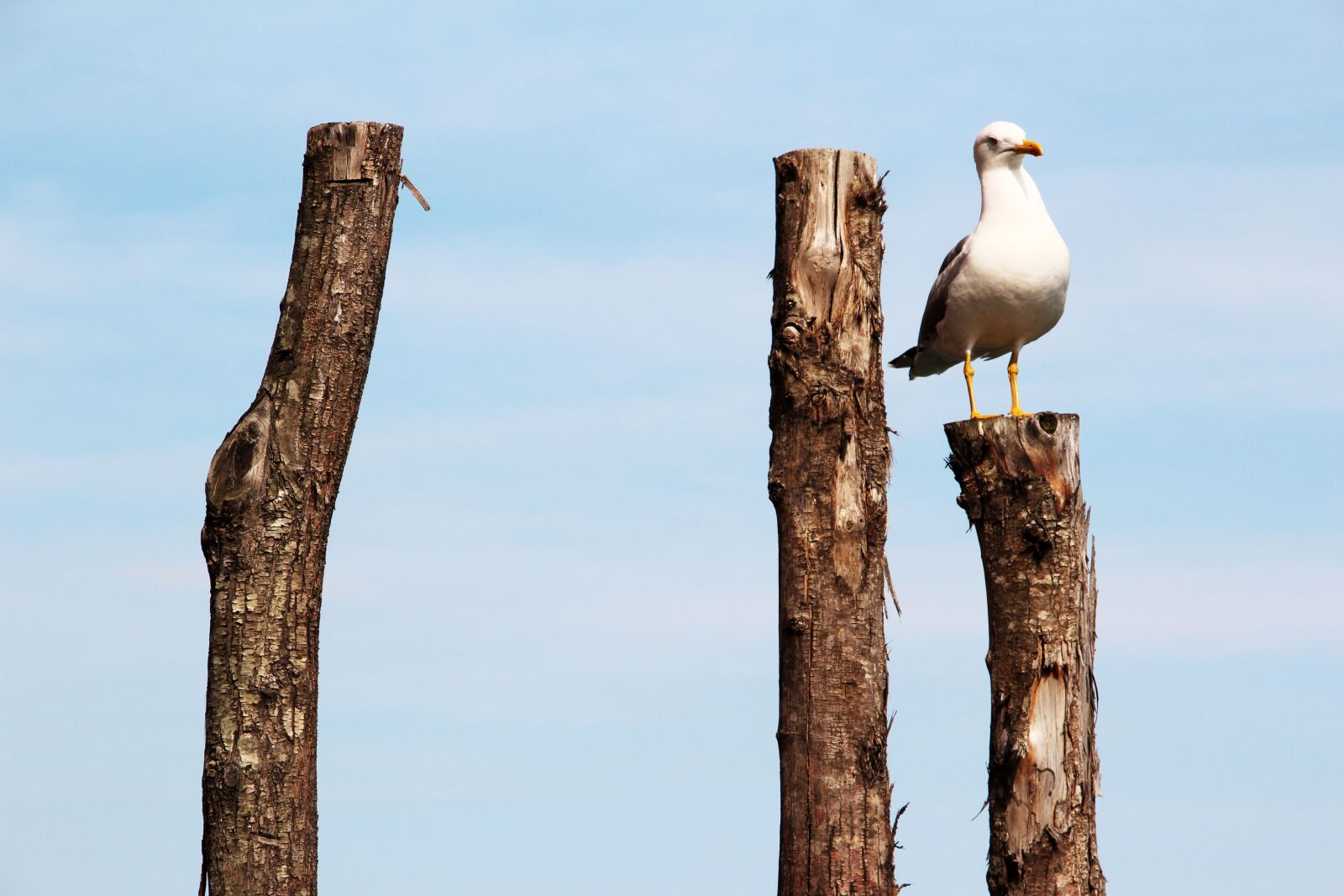 Canon EOS 600D (Rebel EOS T3i / EOS Kiss X5) sample photo. Seagull, peg, pile photography