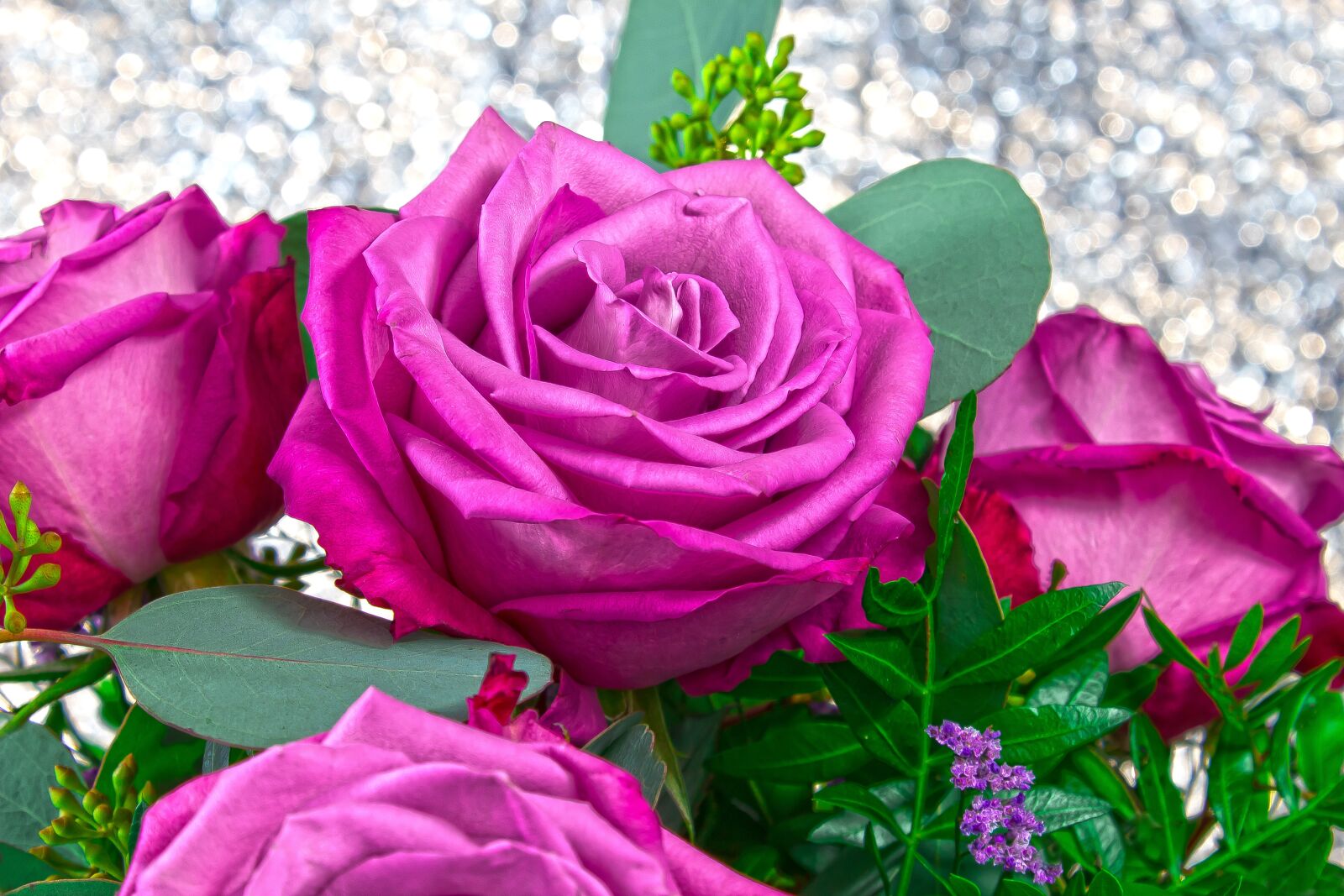 Canon EOS 1300D (EOS Rebel T6 / EOS Kiss X80) sample photo. Rose, pink, purple photography