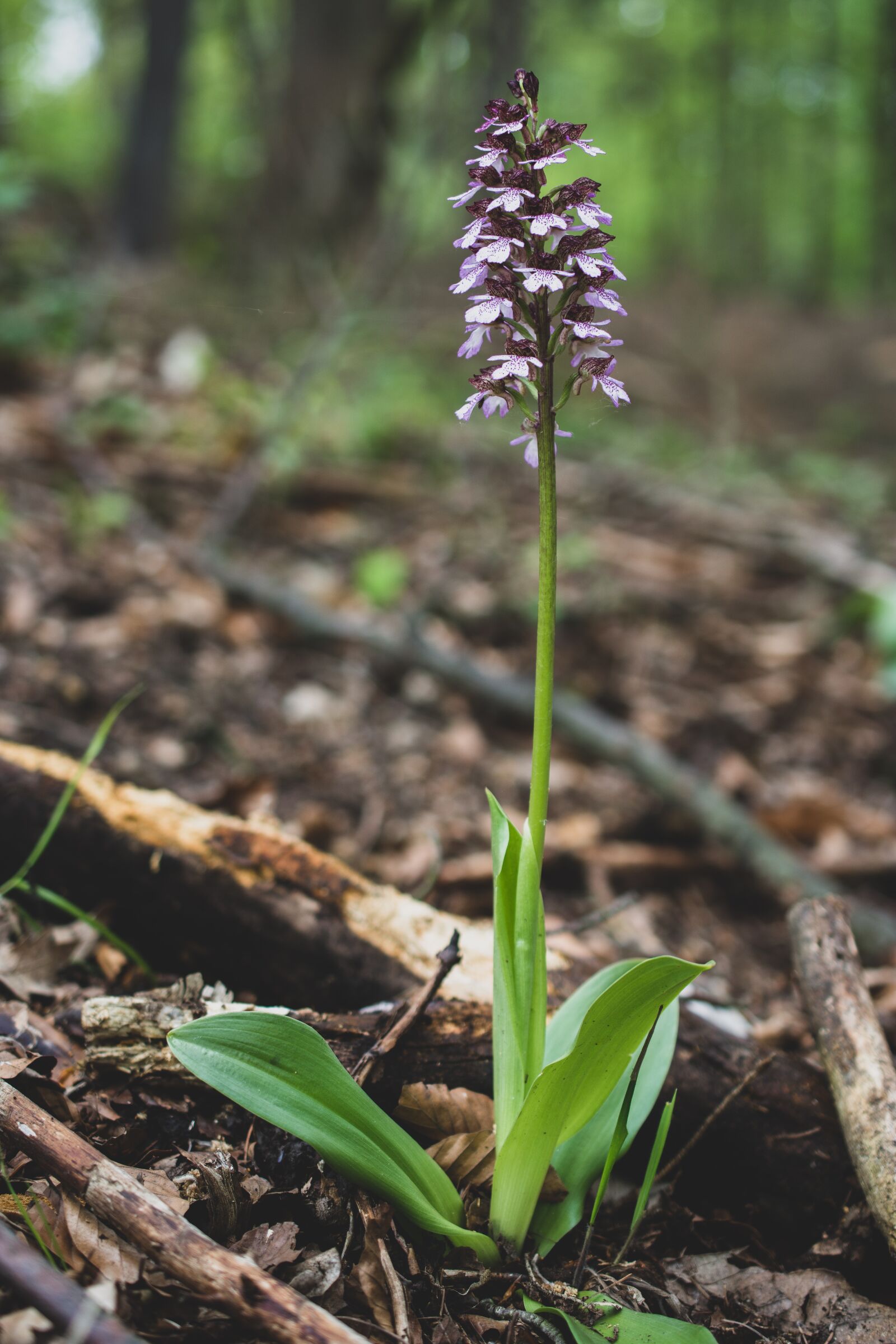 Nikon D7200 sample photo. Orchid purple, orchid, flower photography