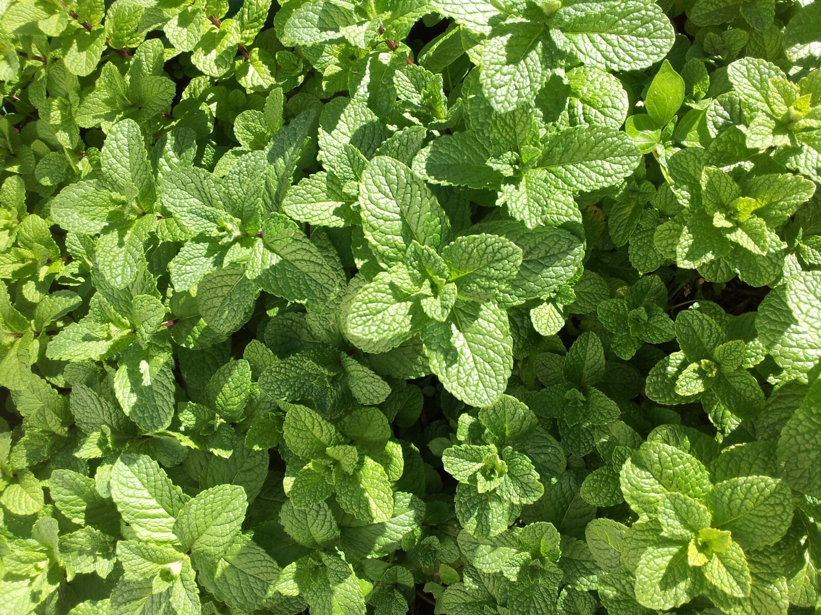 Samsung Galaxy S2 sample photo. Mint, herb, aromatic photography
