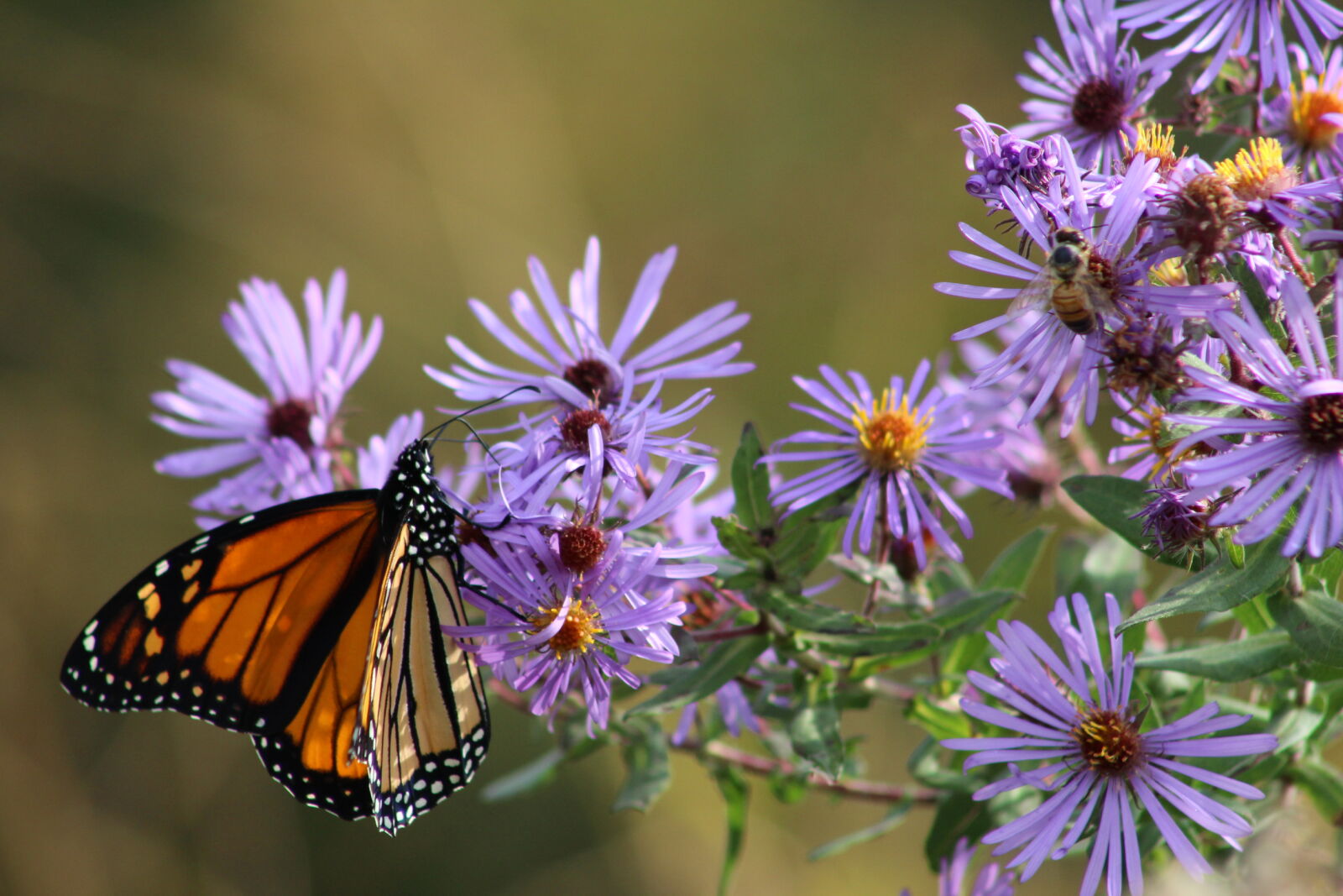 Canon EF 75-300mm f/4-5.6 sample photo. Butterfly, butterfly, on, a photography