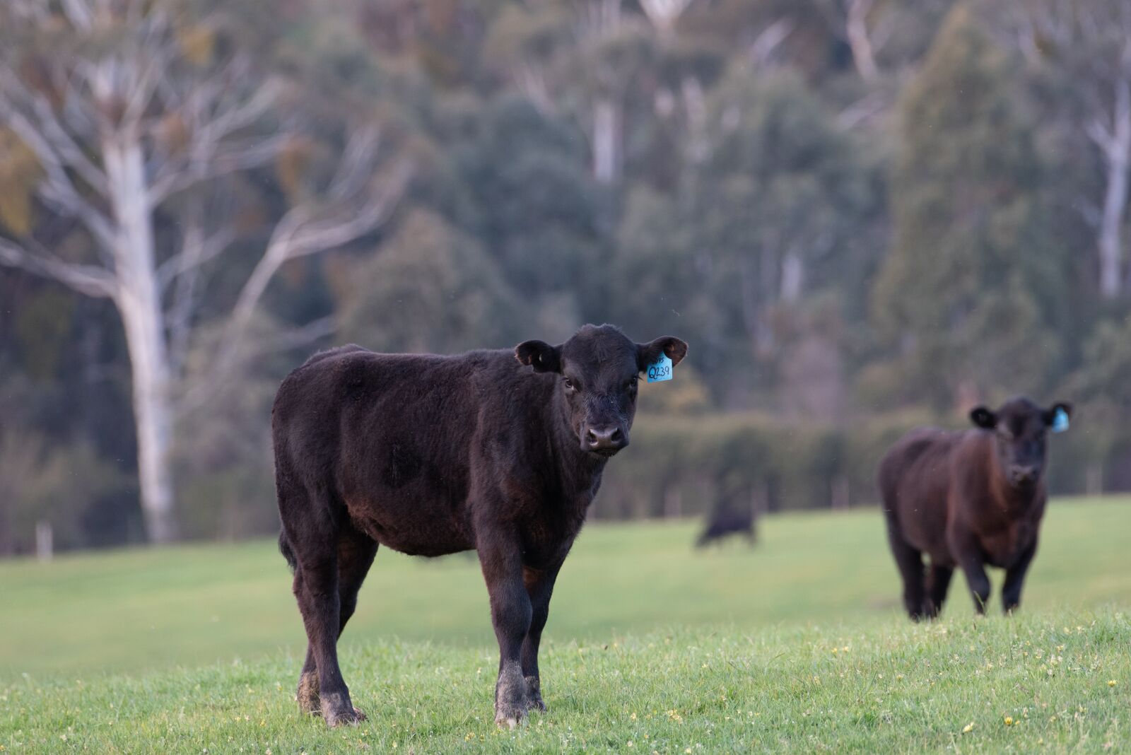 Nikon D750 sample photo. Cow, calf, black angus photography