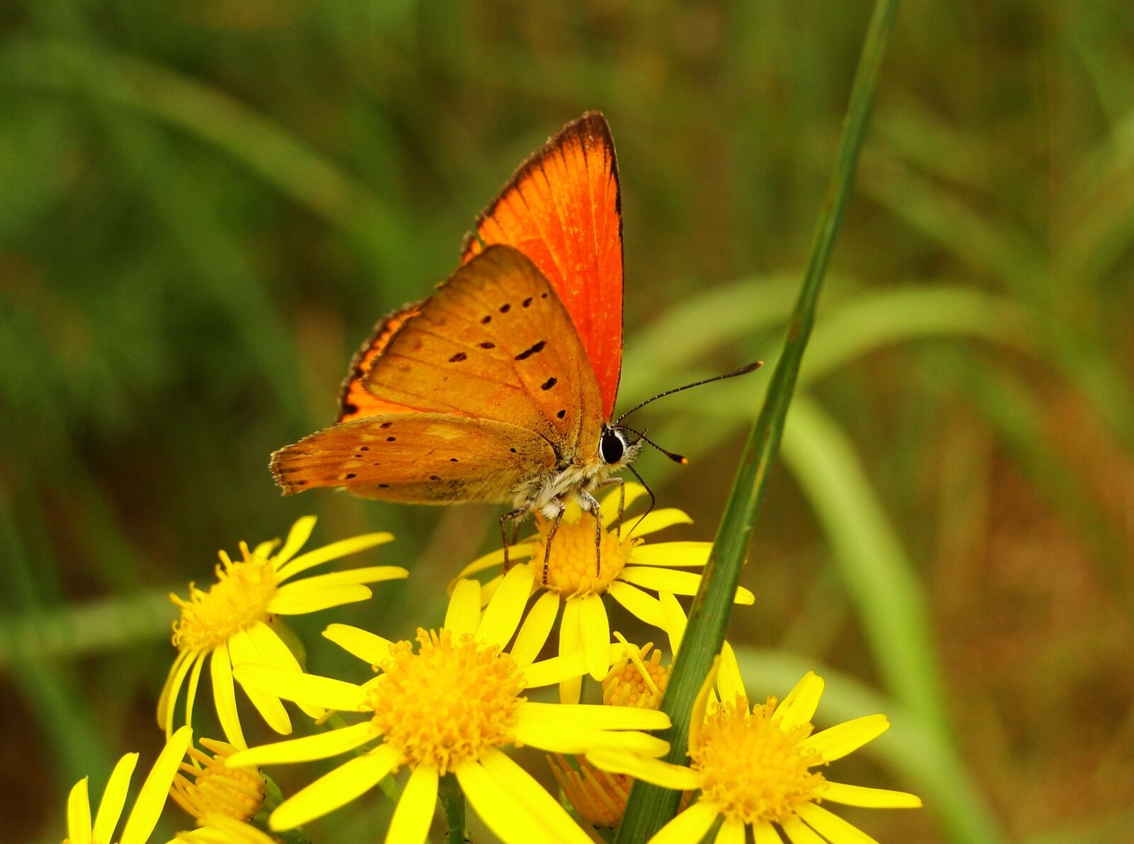 Sony Cyber-shot DSC-HX1 sample photo. Nature, insect, butterfly day photography