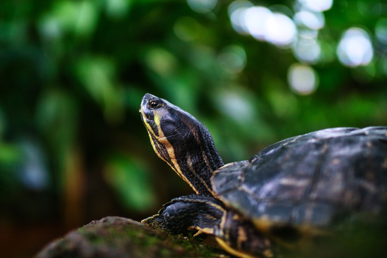 Sigma 35mm F1.4 DG HSM Art sample photo. Turtle, amphibians, animal photography