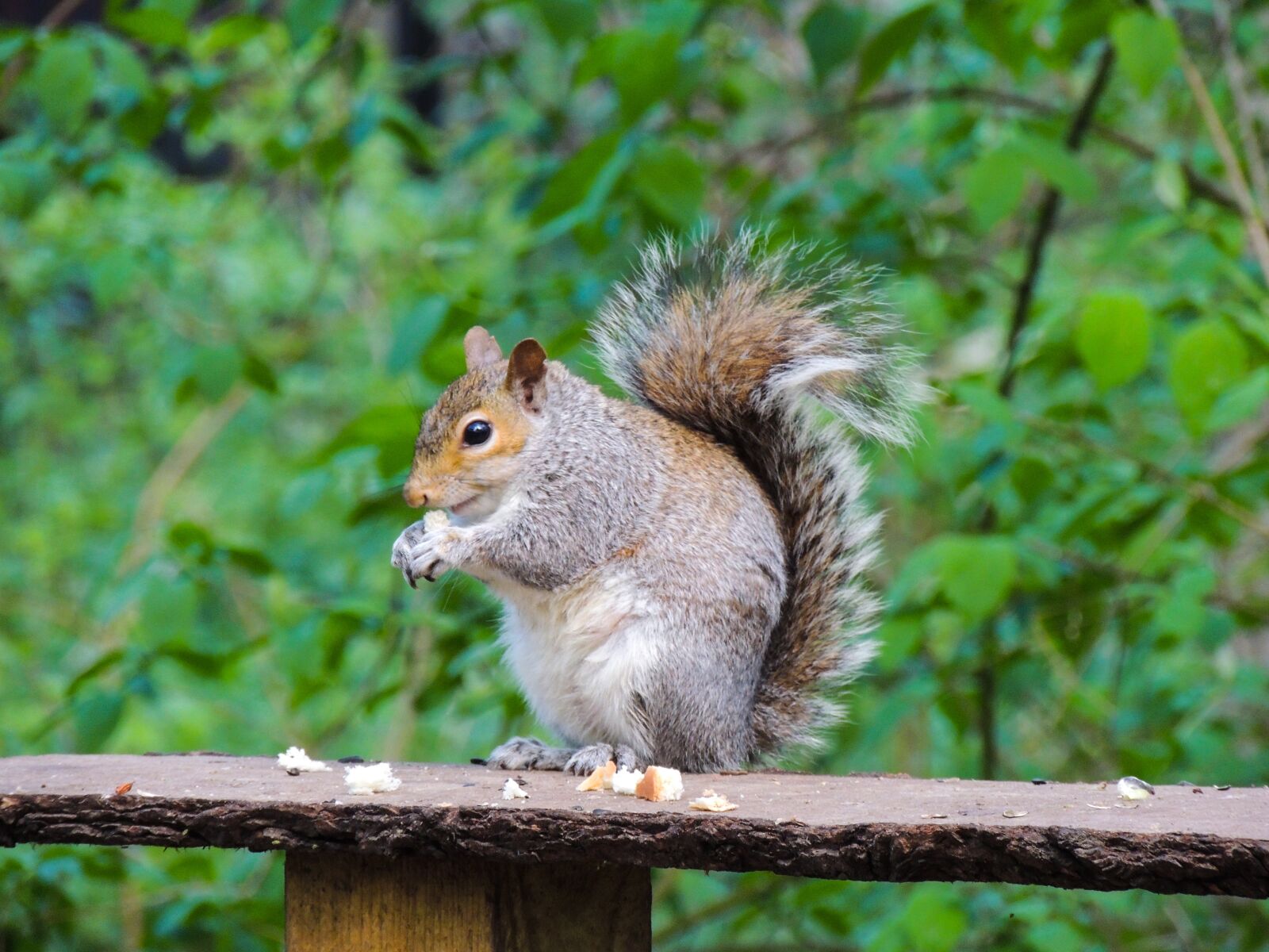 Nikon Coolpix P510 sample photo. Squirrel, rufford park, nature photography