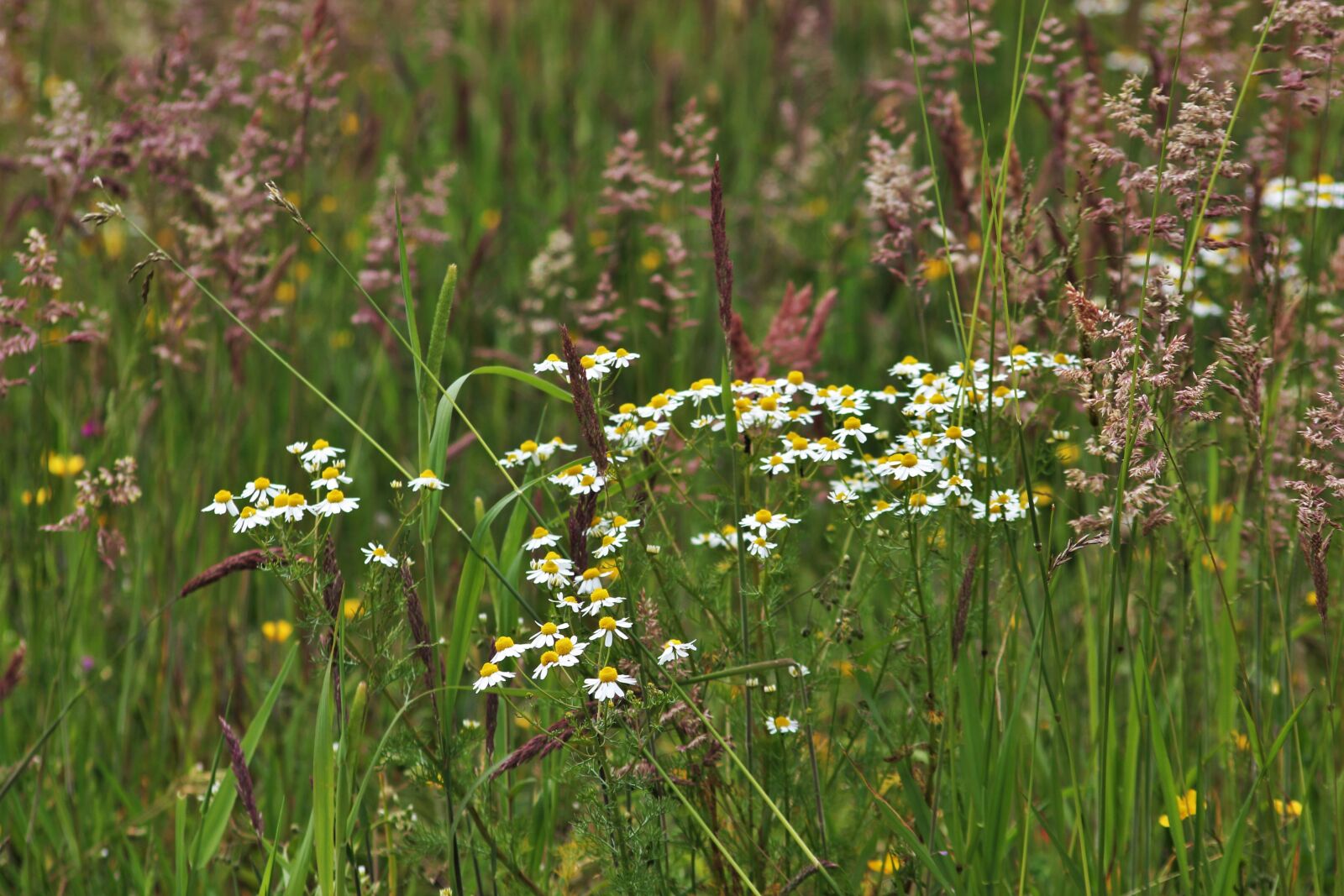 Canon EOS 550D (EOS Rebel T2i / EOS Kiss X4) sample photo. Chamomile, wild meadow, green photography