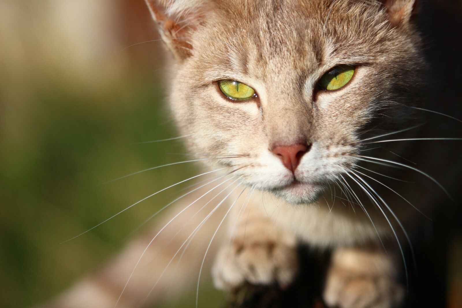 Canon EOS 100D (EOS Rebel SL1 / EOS Kiss X7) sample photo. Cat, mieze, tiger cat photography