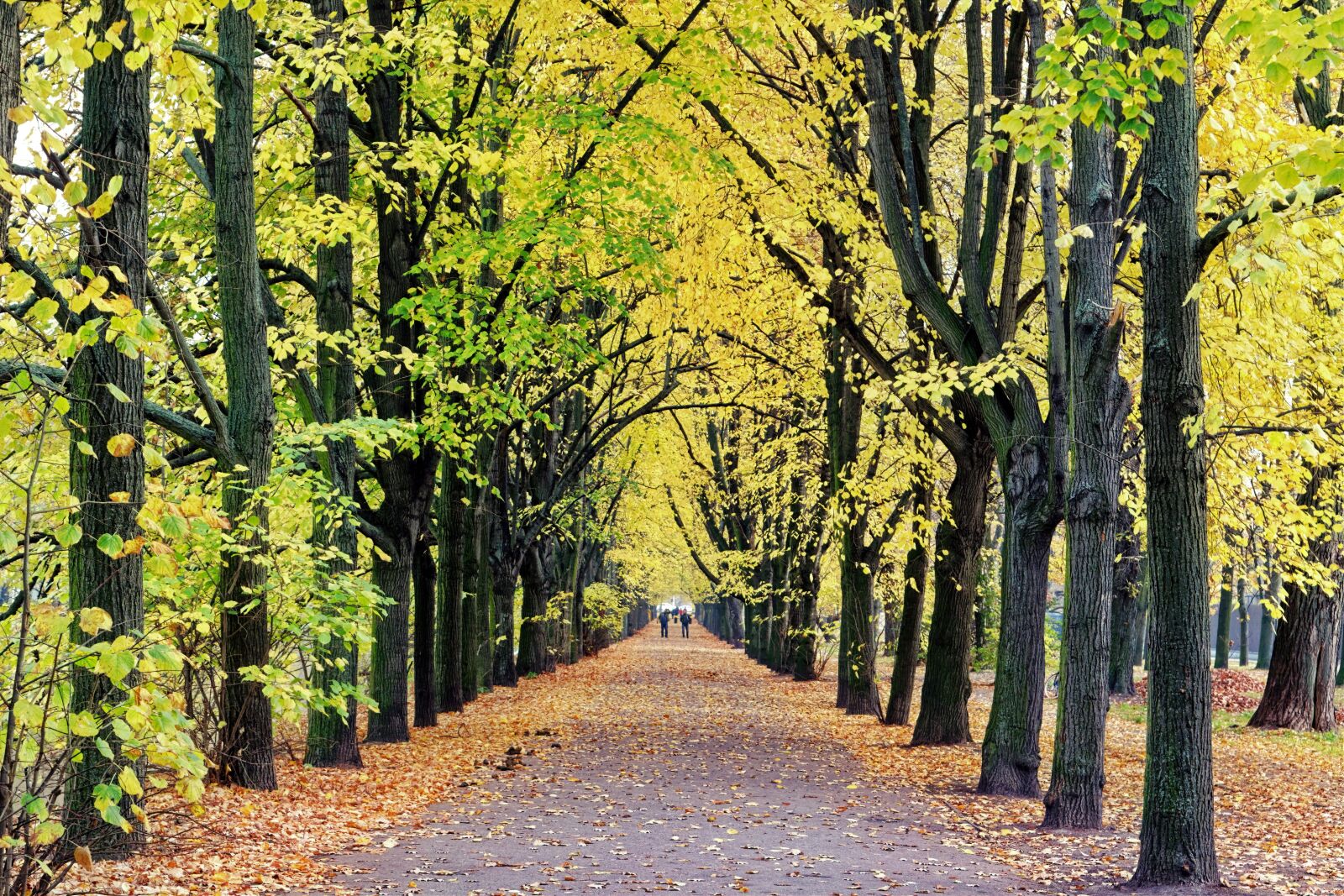 Nikon D3100 sample photo. Landscape, nature, forest photography