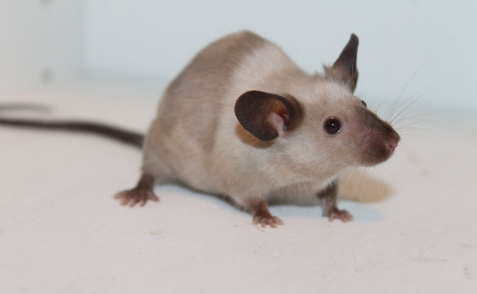 Canon EOS 1100D (EOS Rebel T3 / EOS Kiss X50) sample photo. Mouse, rodent, rat photography