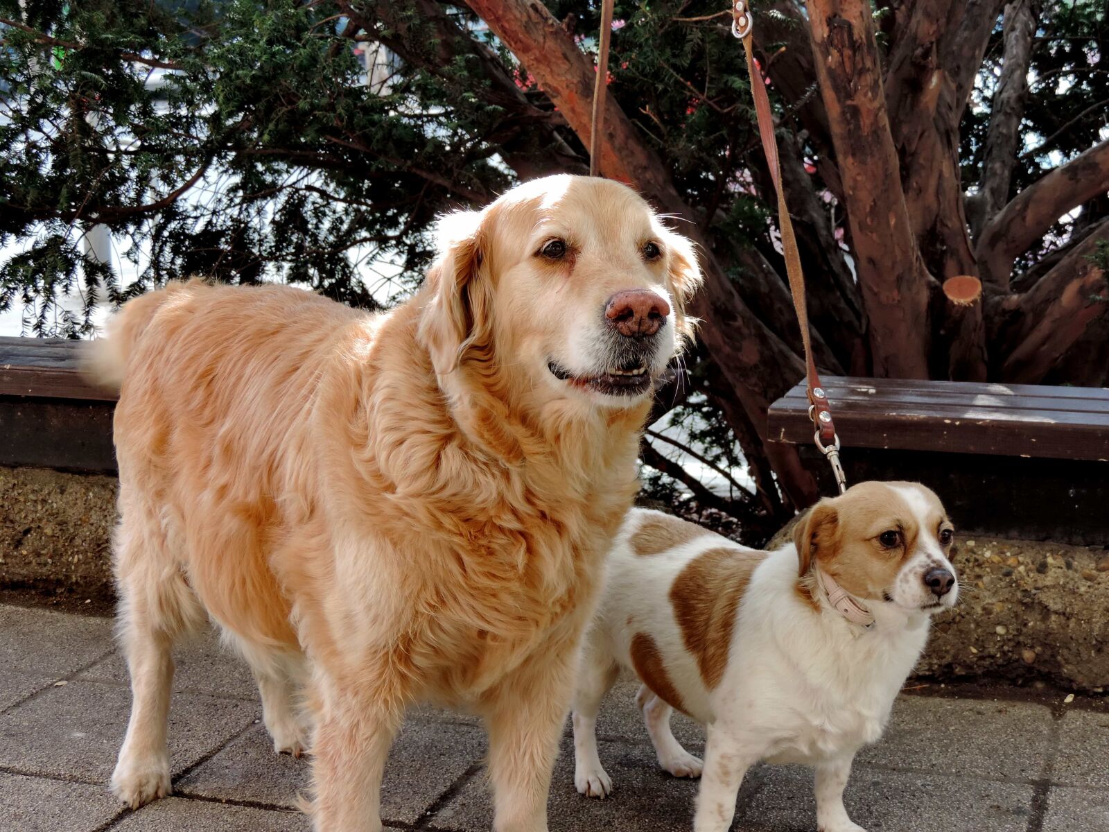 Nikon Coolpix P520 sample photo. Dogs, retriever, cute, pet photography