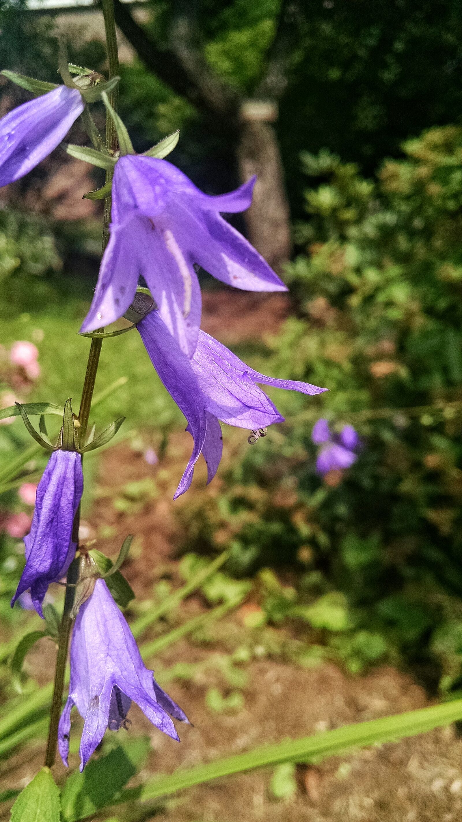 Motorola Moto X (1st Gen) sample photo. Bell, flower, purple, summer photography