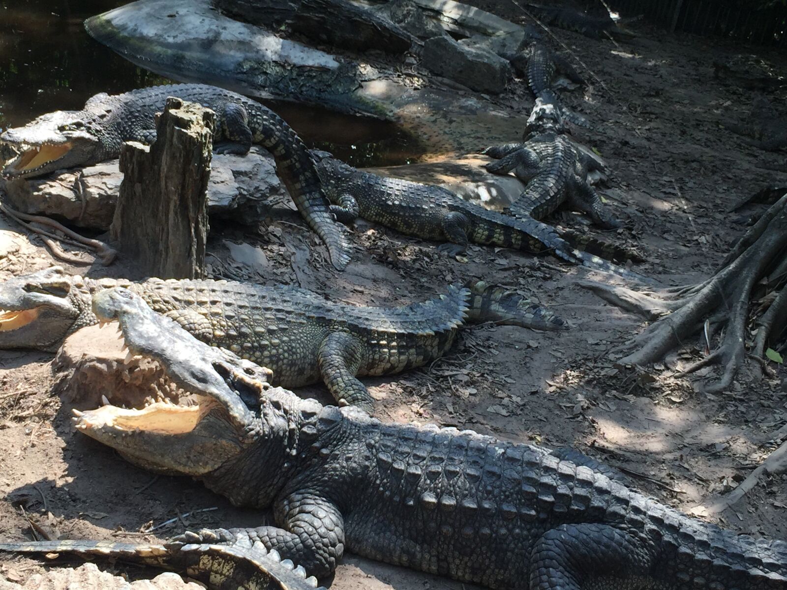 iPhone 6 Plus back camera 4.15mm f/2.2 sample photo. Crocodile, zoo, thailand photography