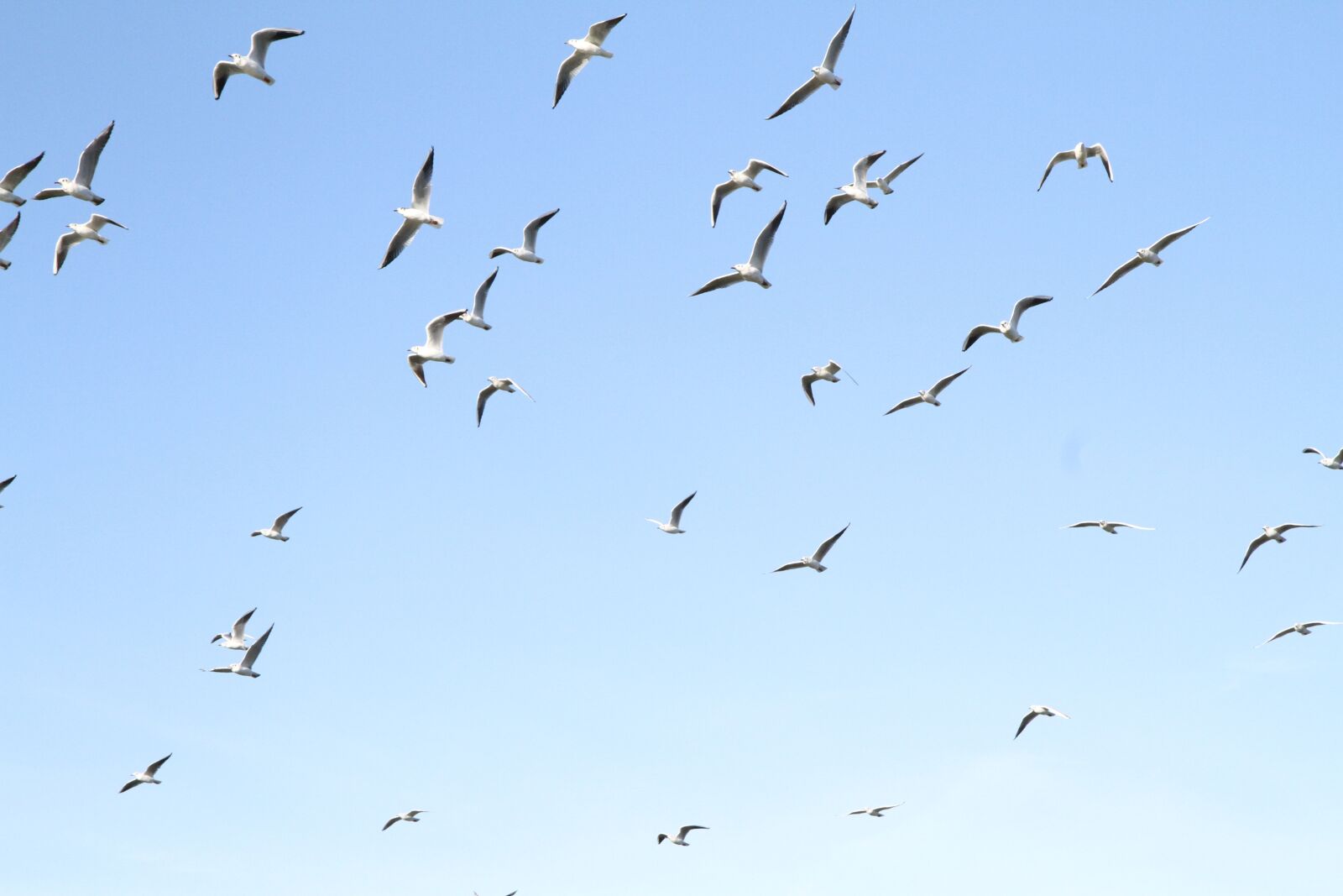 Canon EOS 7D sample photo. Seagull, bird, blue photography