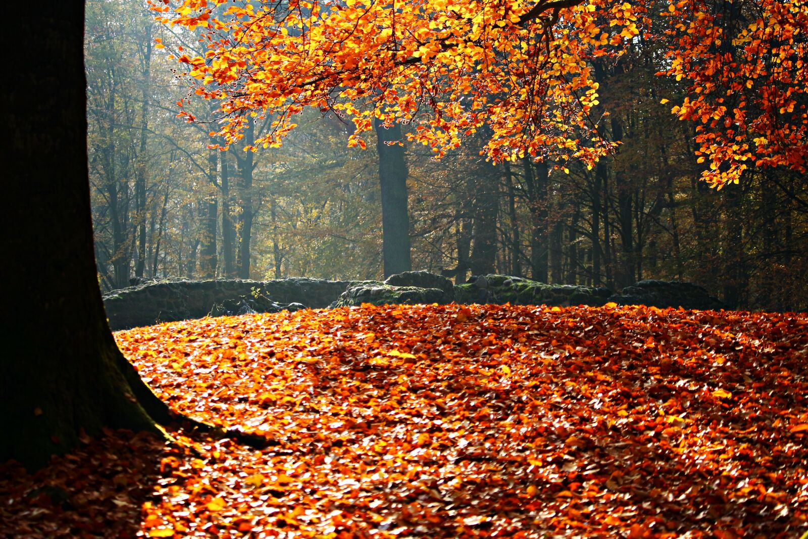 Canon EOS 100D (EOS Rebel SL1 / EOS Kiss X7) sample photo. Autumn, leaves, sun photography