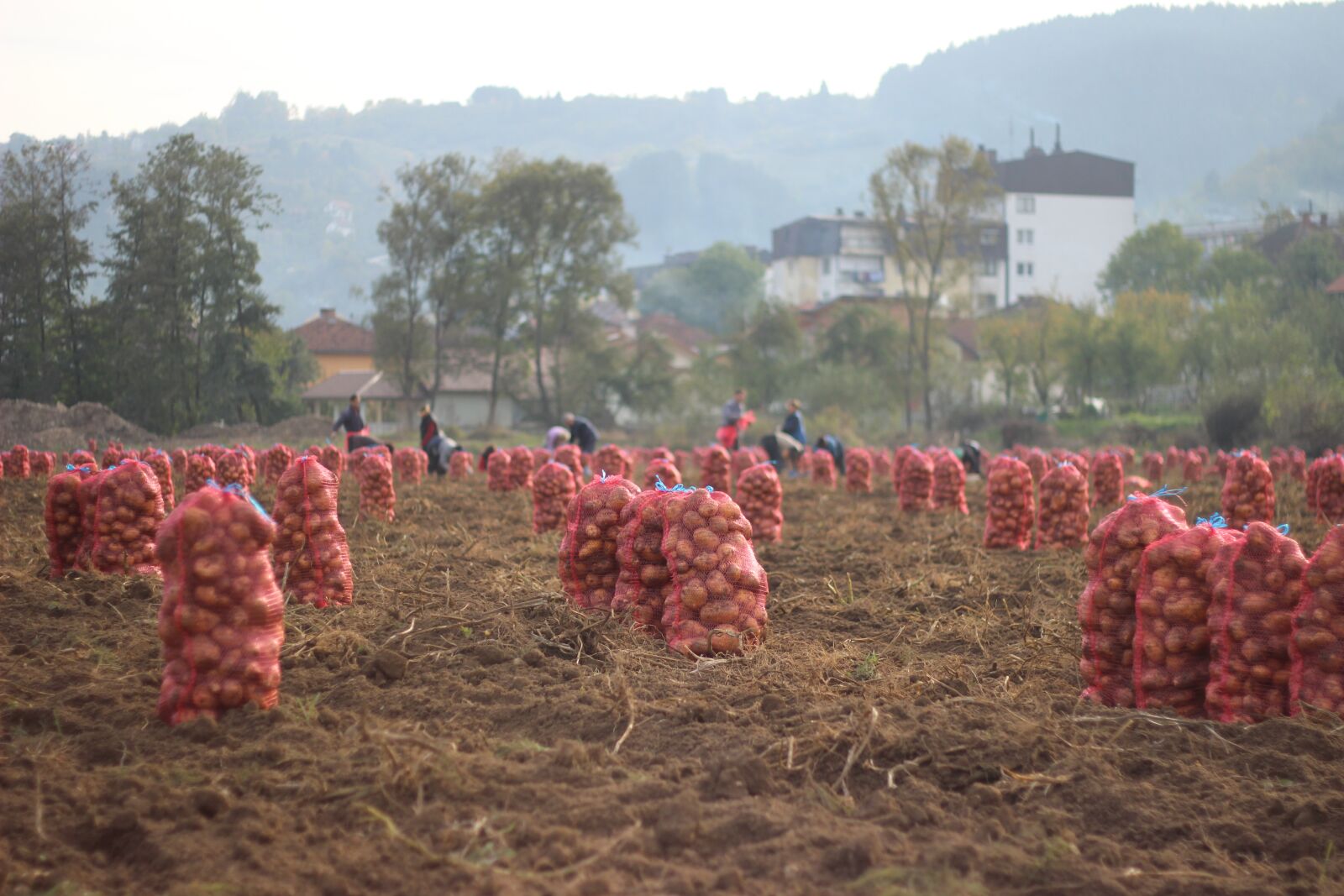 Canon EOS 600D (Rebel EOS T3i / EOS Kiss X5) + Canon EF 50mm F1.8 II sample photo. Potato, farm, potatoes photography