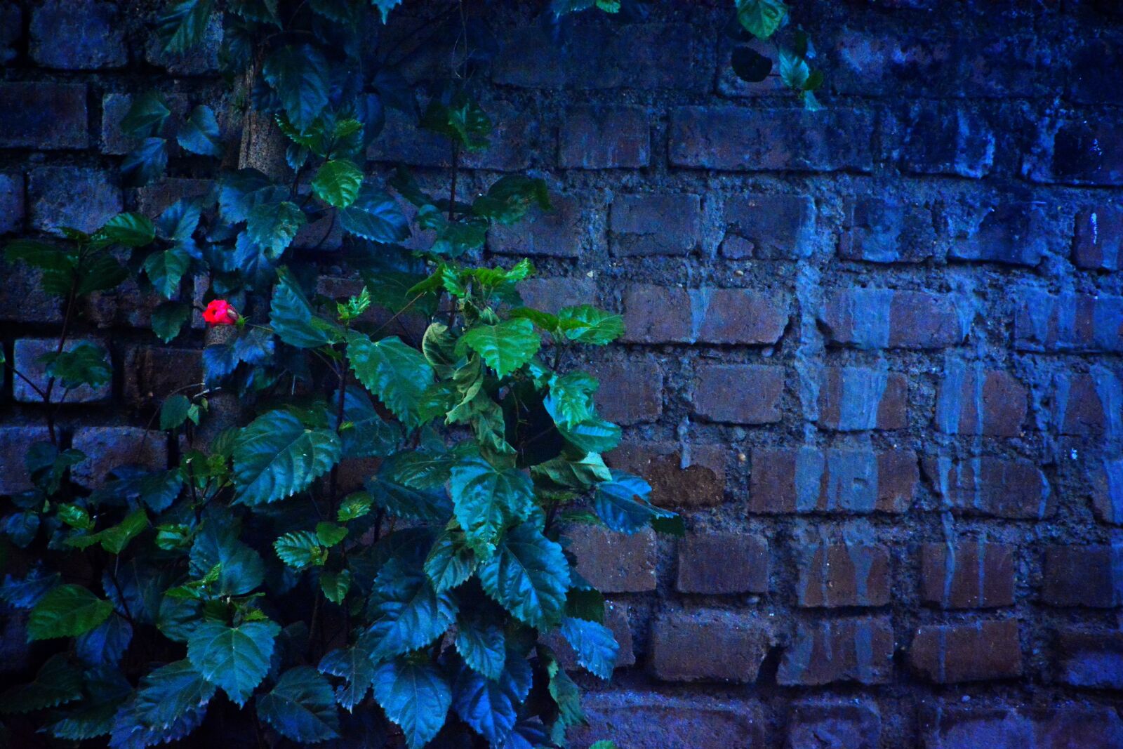 Nikon D7100 sample photo. Wall, plant, vine photography