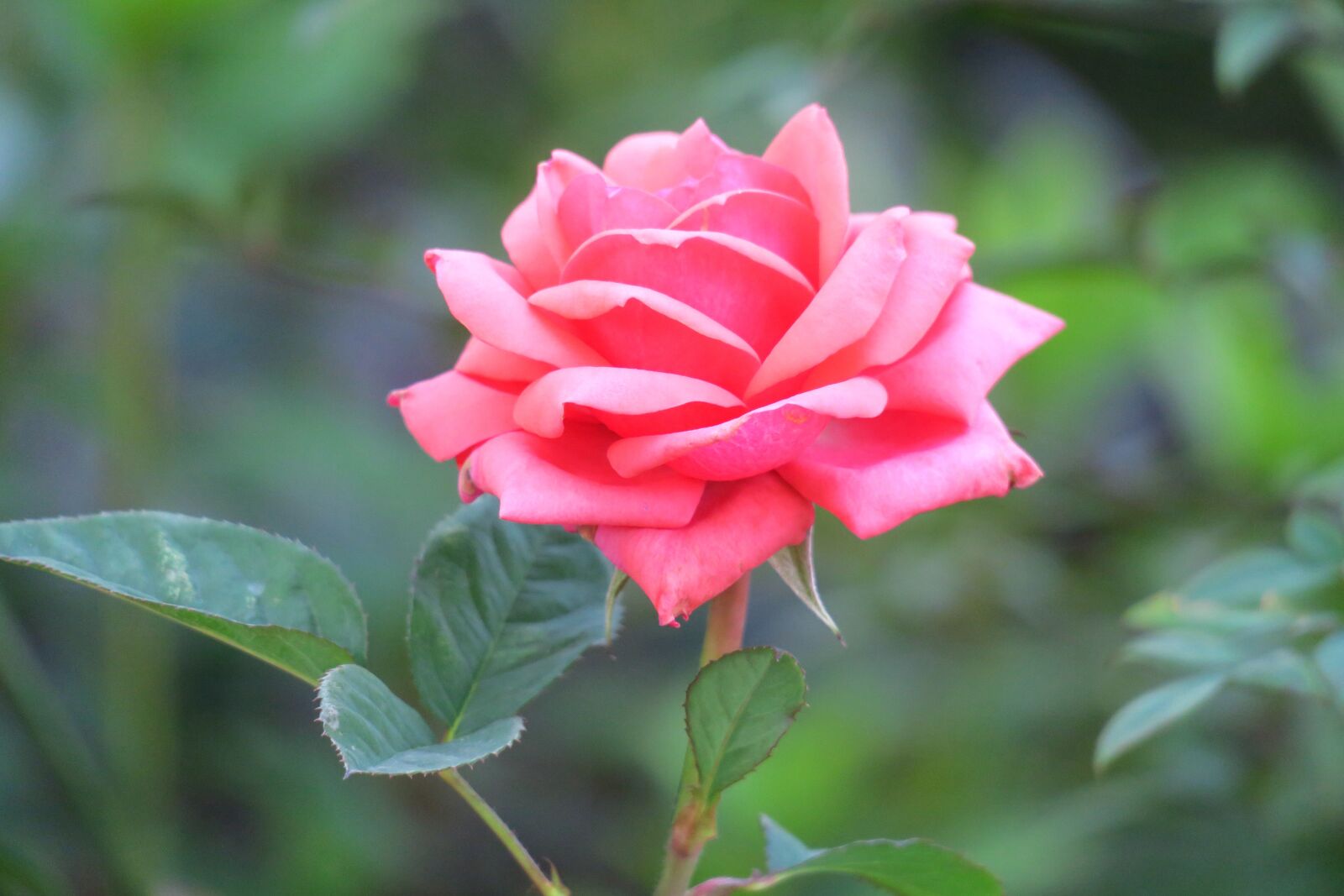Canon PowerShot G3 X sample photo. Nature, leaf, flower photography
