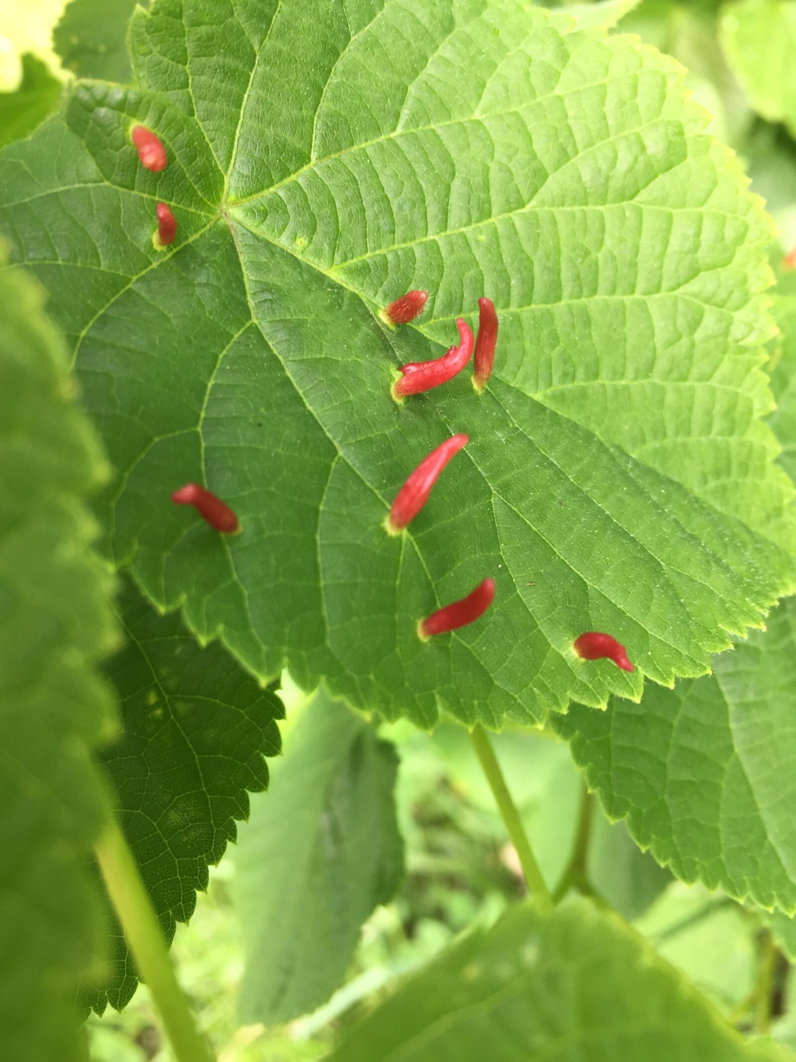 Apple iPhone 6 sample photo. Leaf, red, plant photography