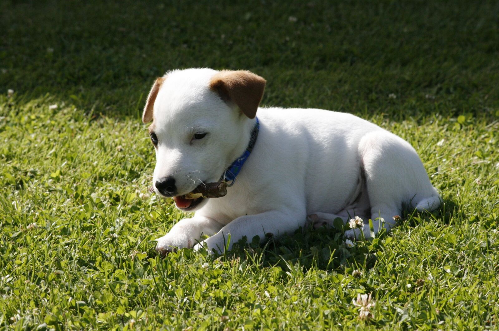 Canon EOS 400D (EOS Digital Rebel XTi / EOS Kiss Digital X) sample photo. Jack russell terrier, puppy photography