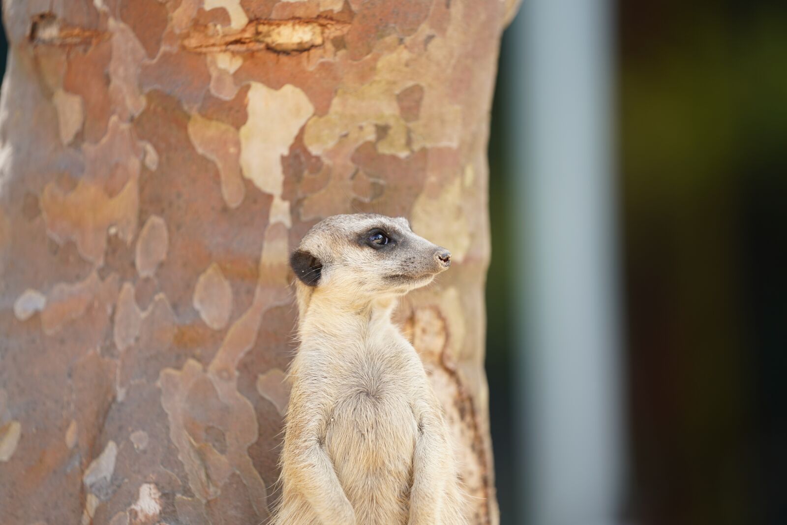 Sony FE 70-200mm F2.8 GM OSS sample photo. Meerkat, mammal, zoo photography