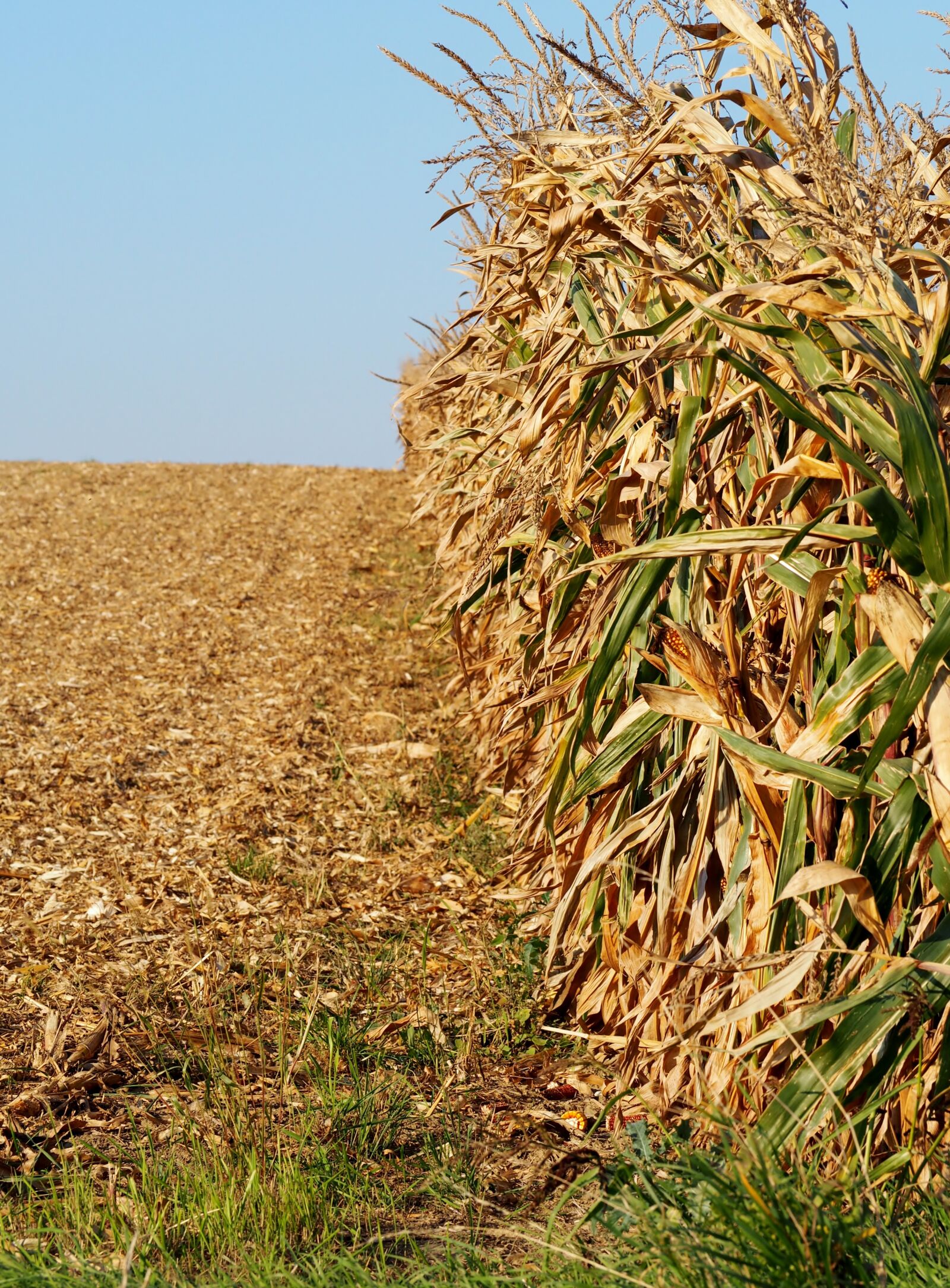 Olympus OM-D E-M10 sample photo. Cornfield, agriculture, corn photography