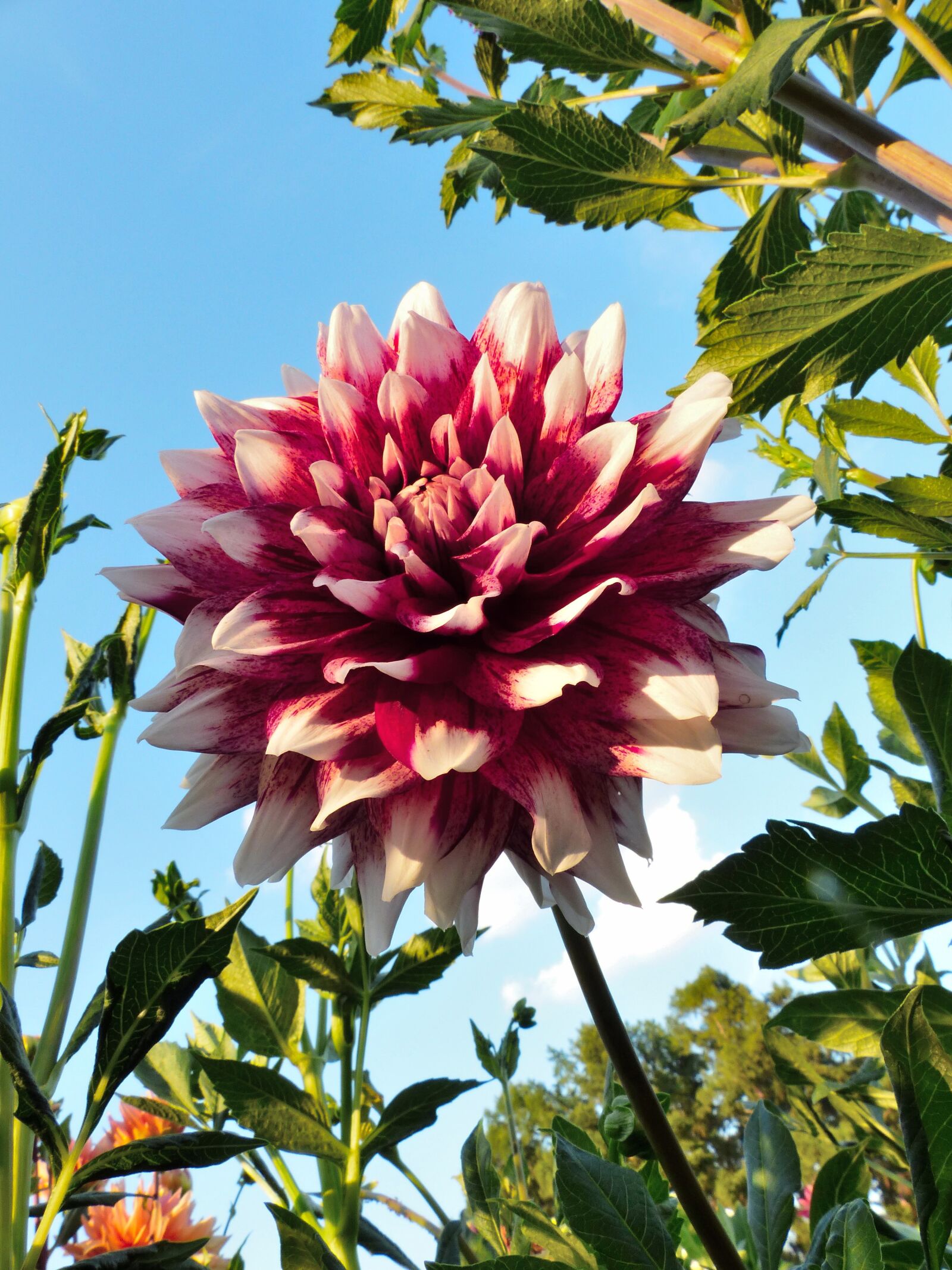 Panasonic Lumix DMC-FZ200 sample photo. Dahlia, flower, bloom photography
